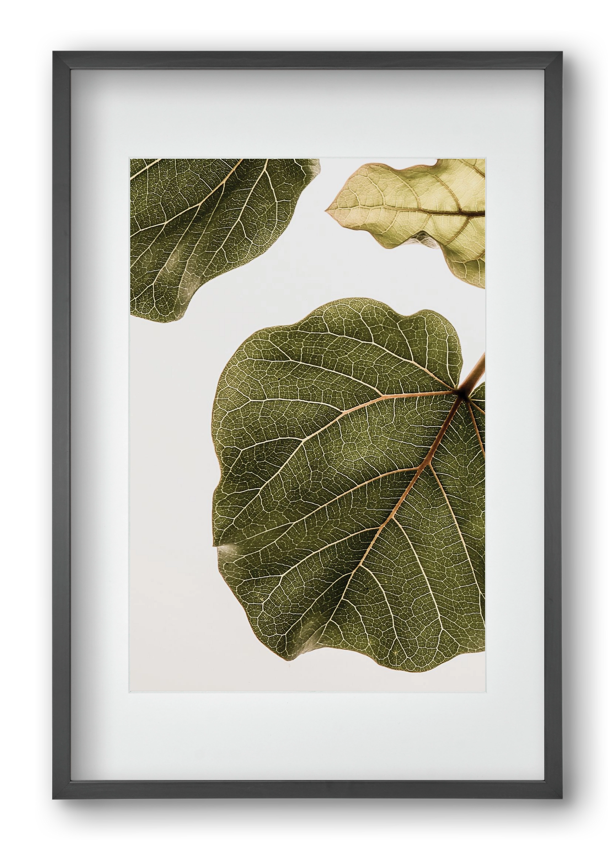 Abutifolia, 40x60 cm (30x45 cm), Fekete keret, paszpartuval