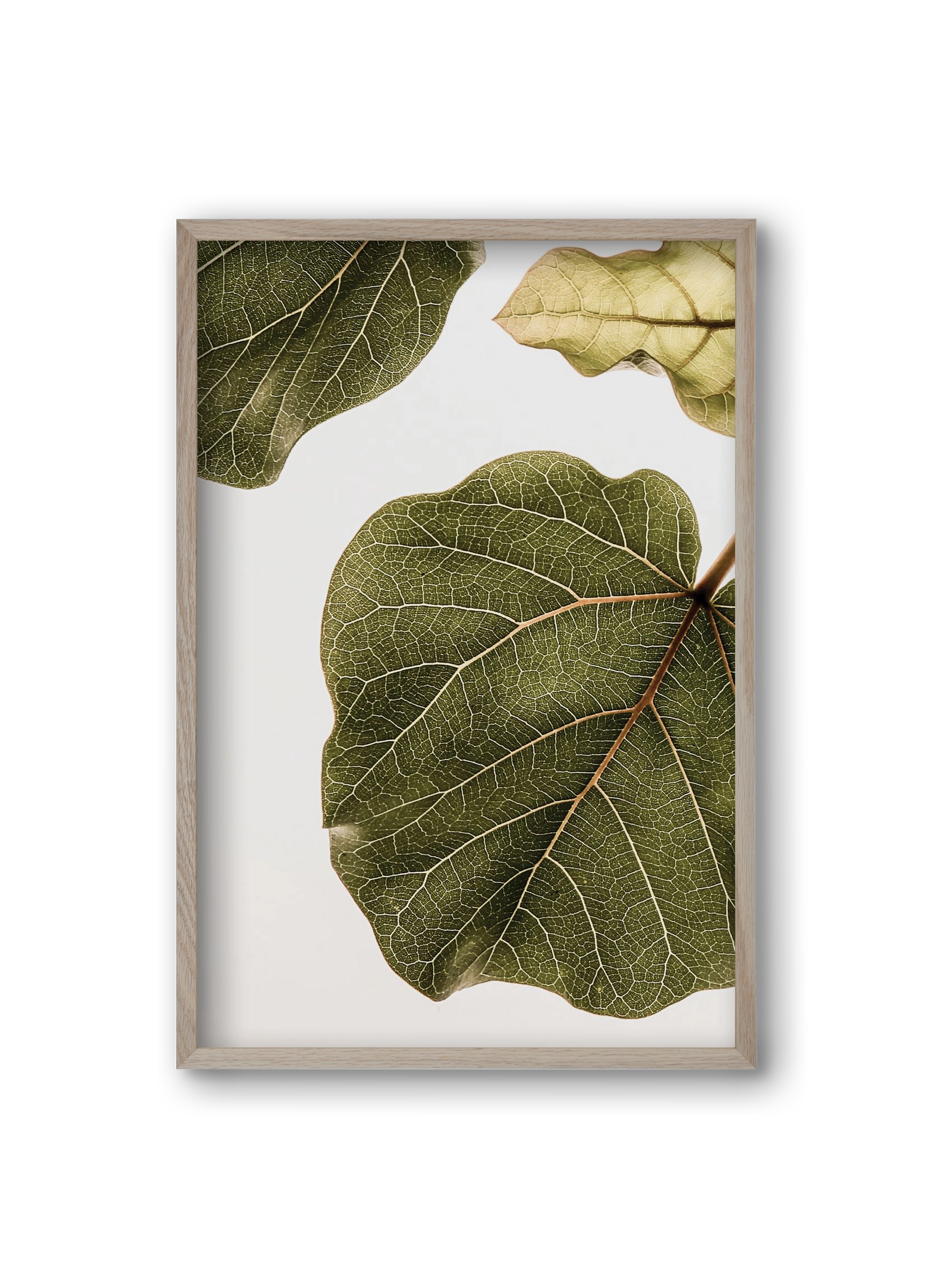 Abutifolia, 20x30 cm (20x30 cm), Tölgy keret