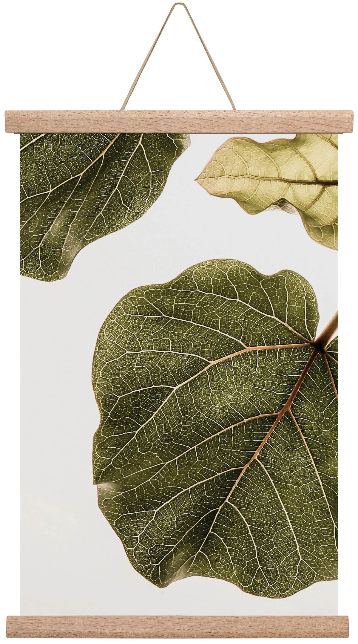 Abutifolia, 30x45 cm (30x45 cm), Tölgy akasztó