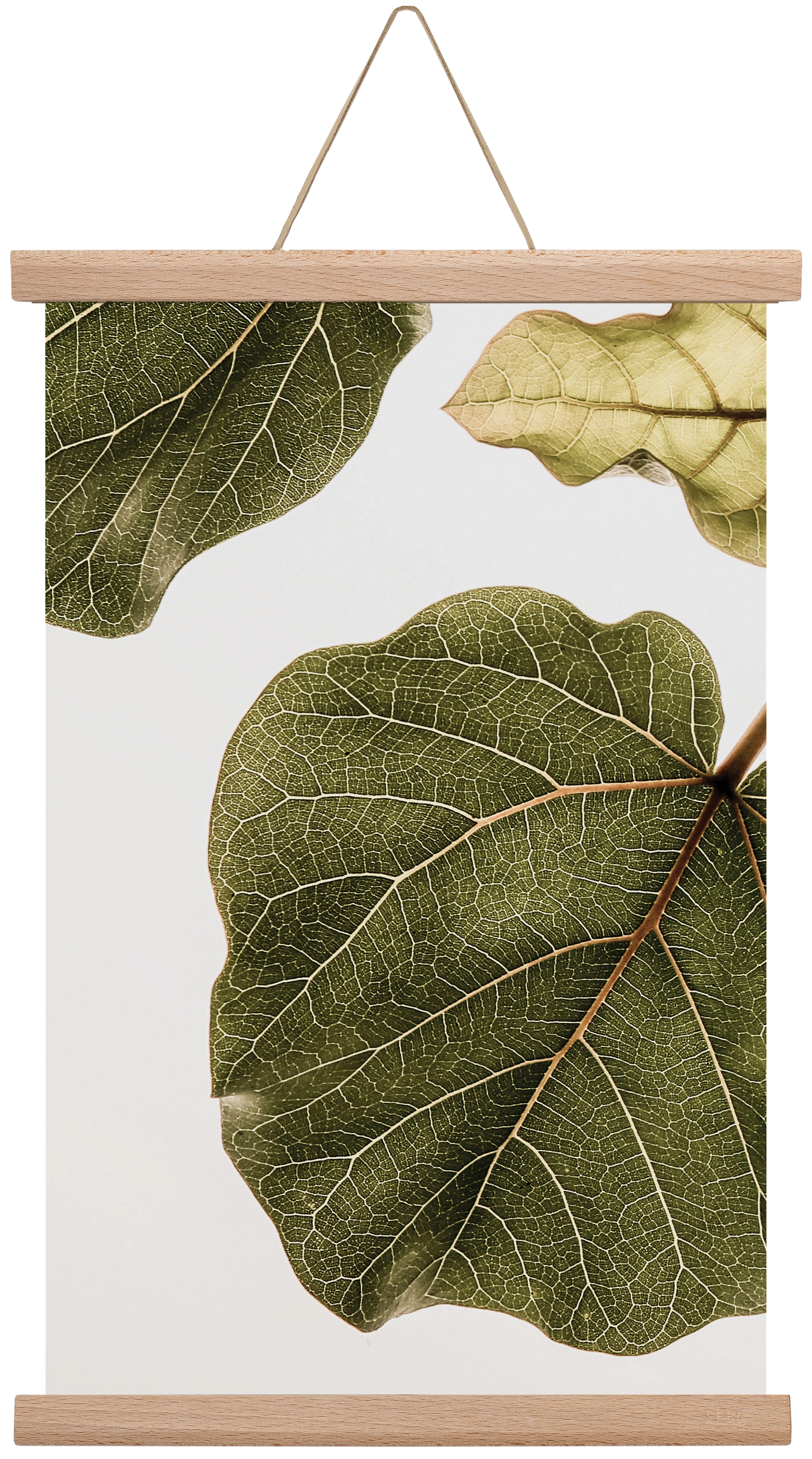 Abutifolia, 30x45 cm (30x45 cm), Tölgy akasztó