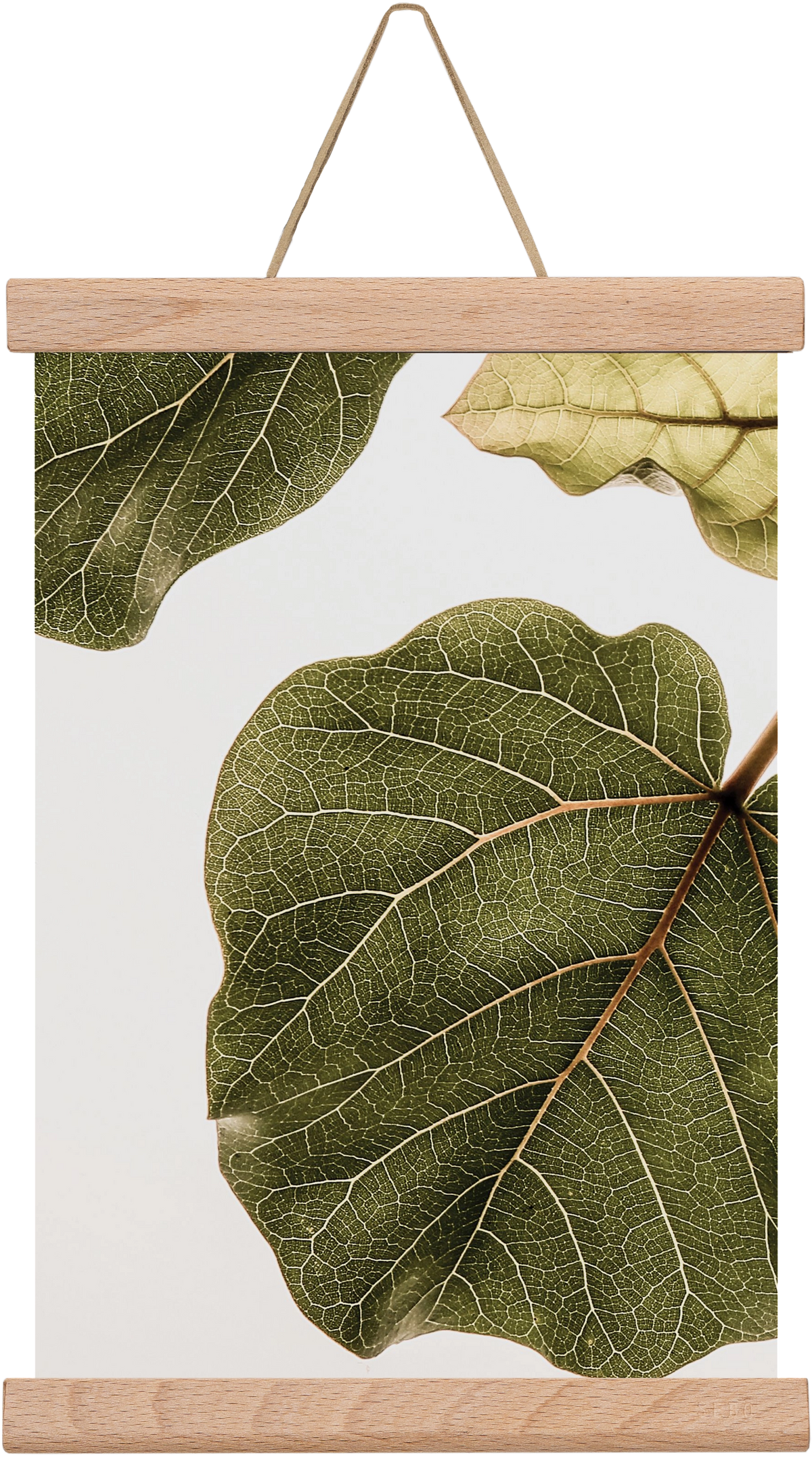 Abutifolia, 20x30 cm (20x30 cm), Tölgy akasztó