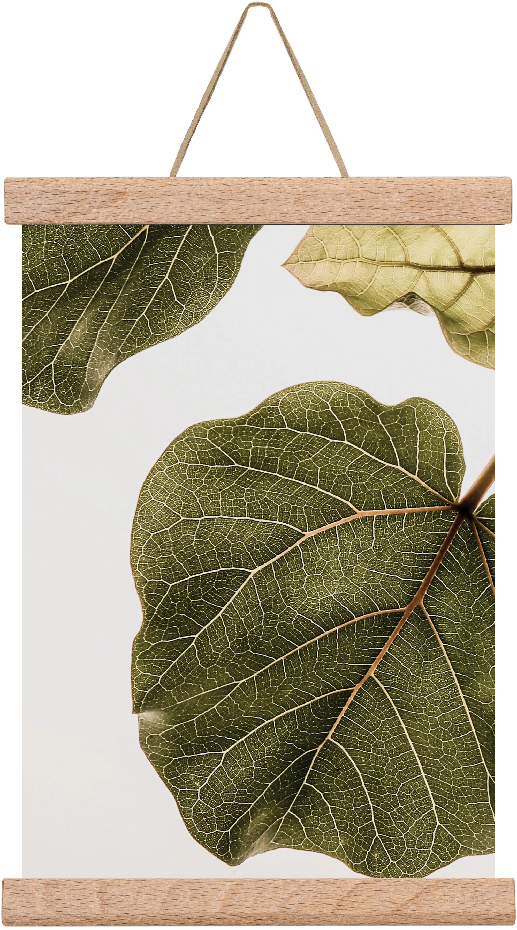 Abutifolia, 20x30 cm (20x30 cm), Tölgy akasztó