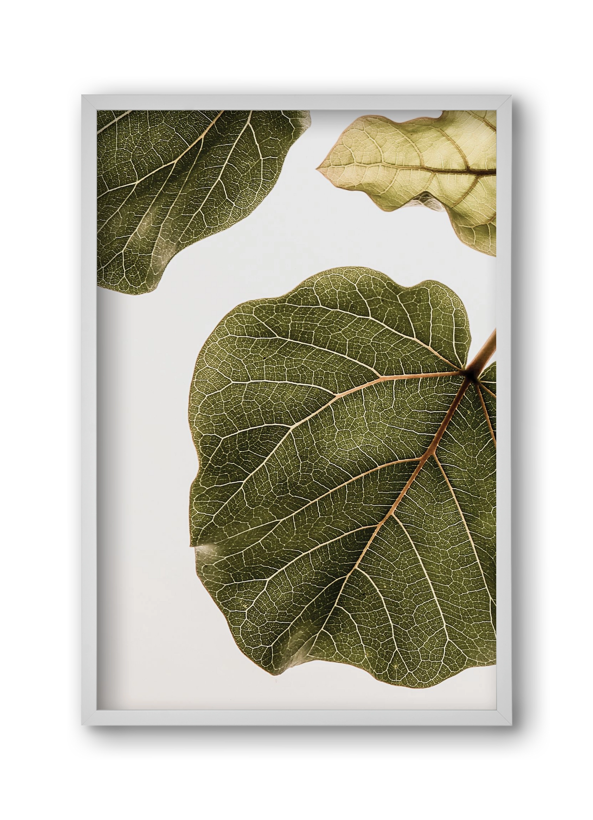 Abutifolia, 30x45 cm (30x45 cm), Fehér keret