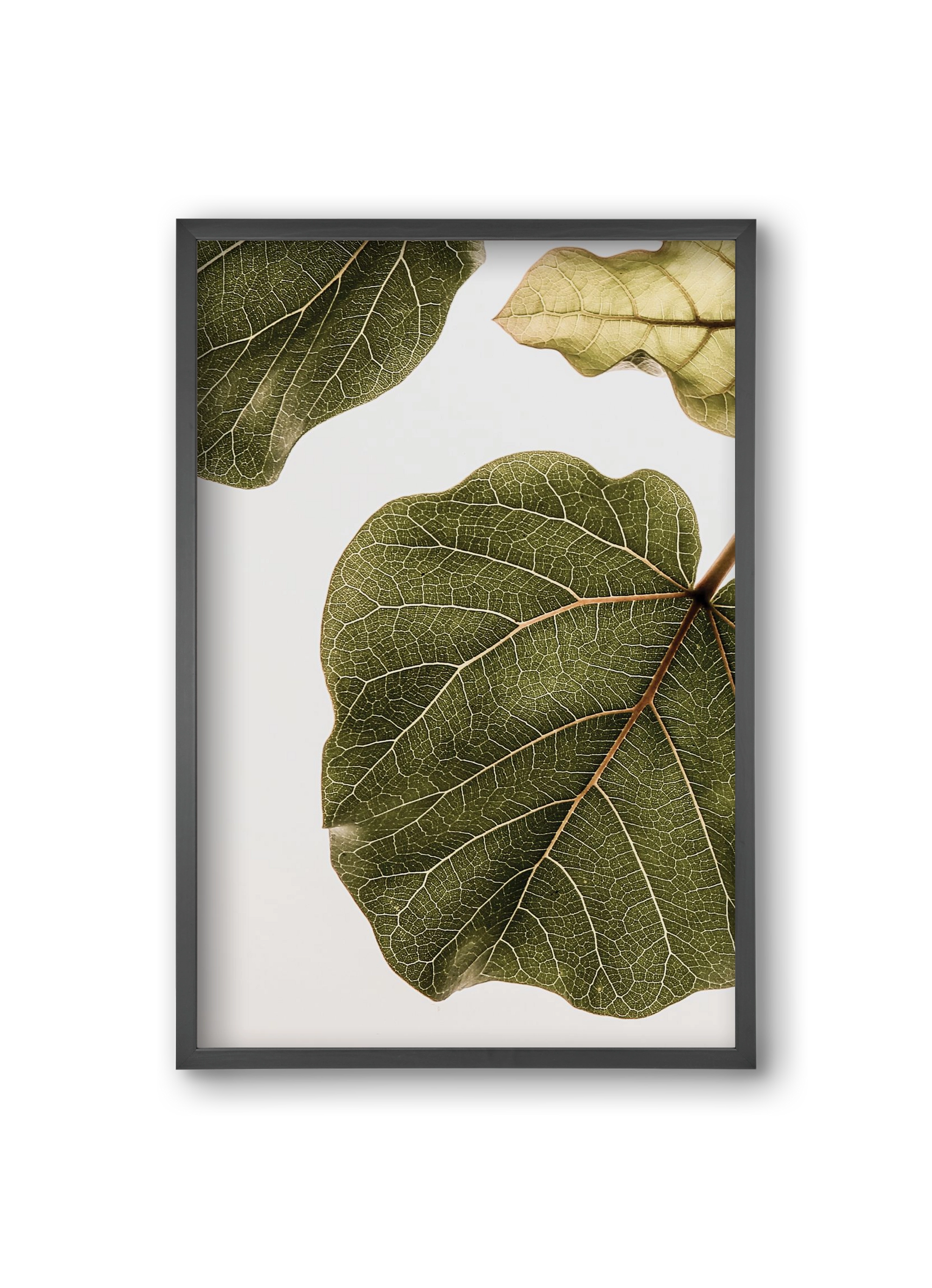 Abutifolia, 20x30 cm (20x30 cm), Fekete keret