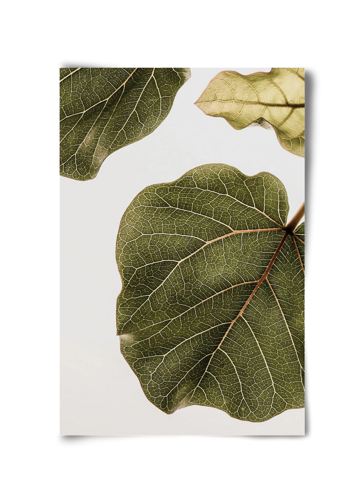 Abutifolia, 30x45 cm, Keret nélkül