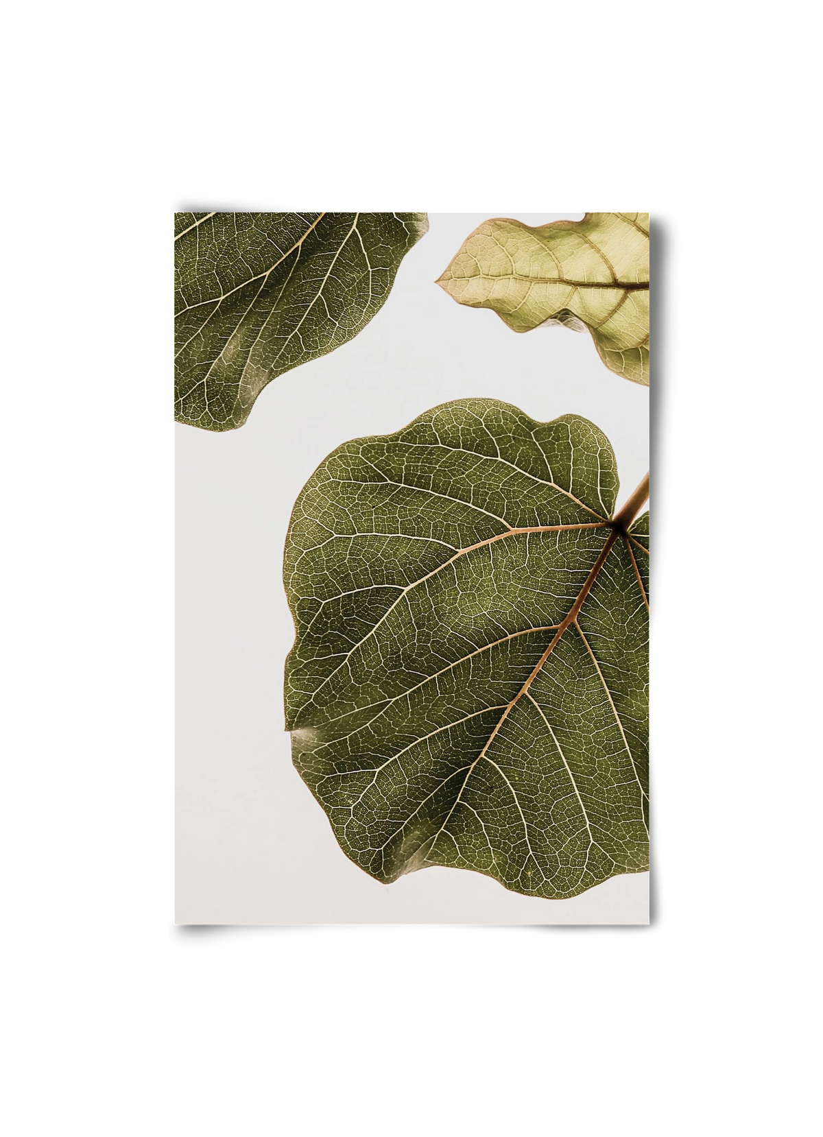 Abutifolia, 20x30 cm, Keret nélkül