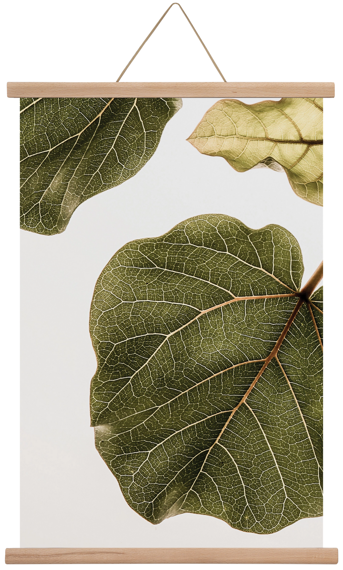 Abutifolia, 40x60 cm (40x60 cm), Tölgy akasztó