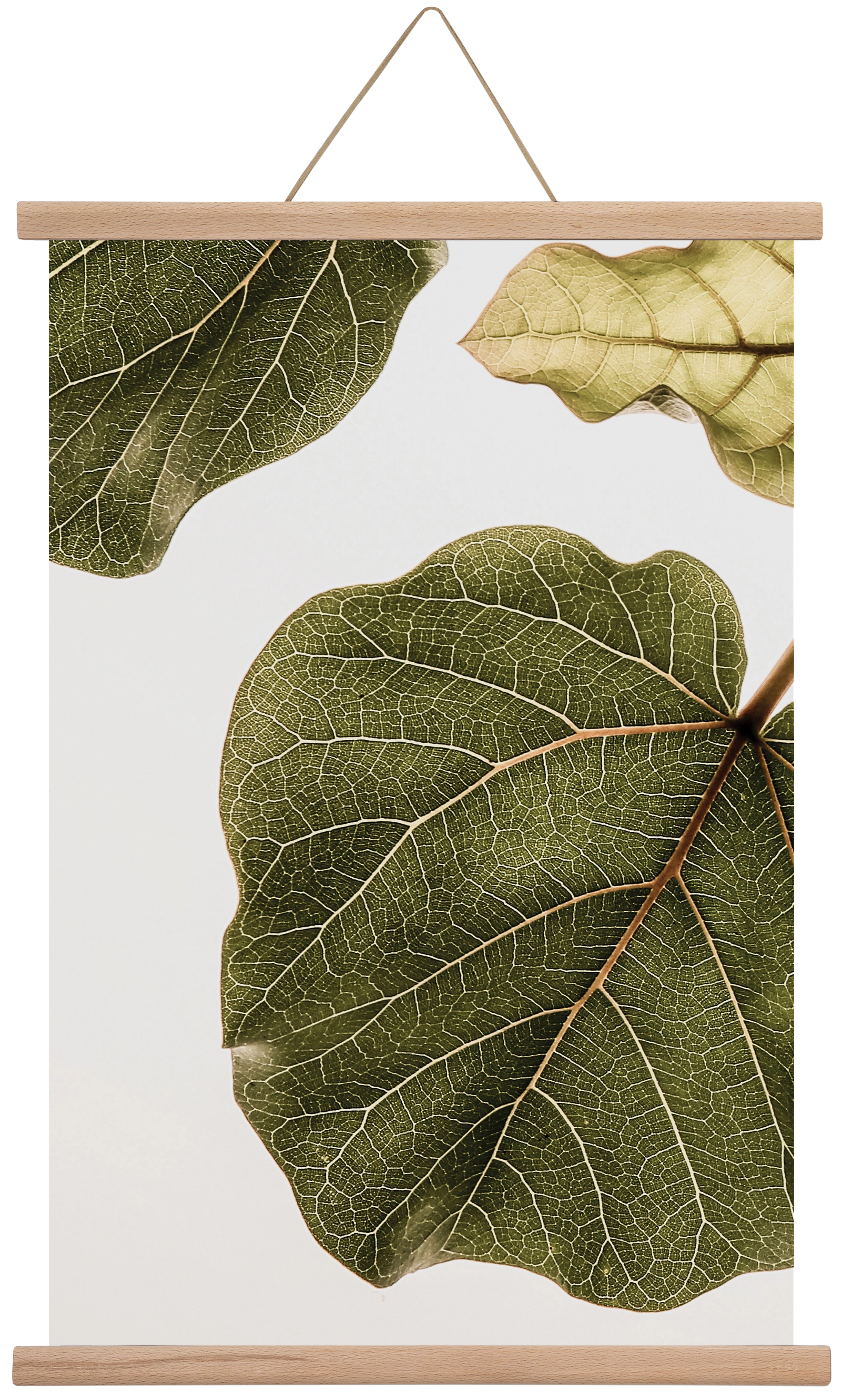 Abutifolia, 40x60 cm (40x60 cm), Tölgy akasztó