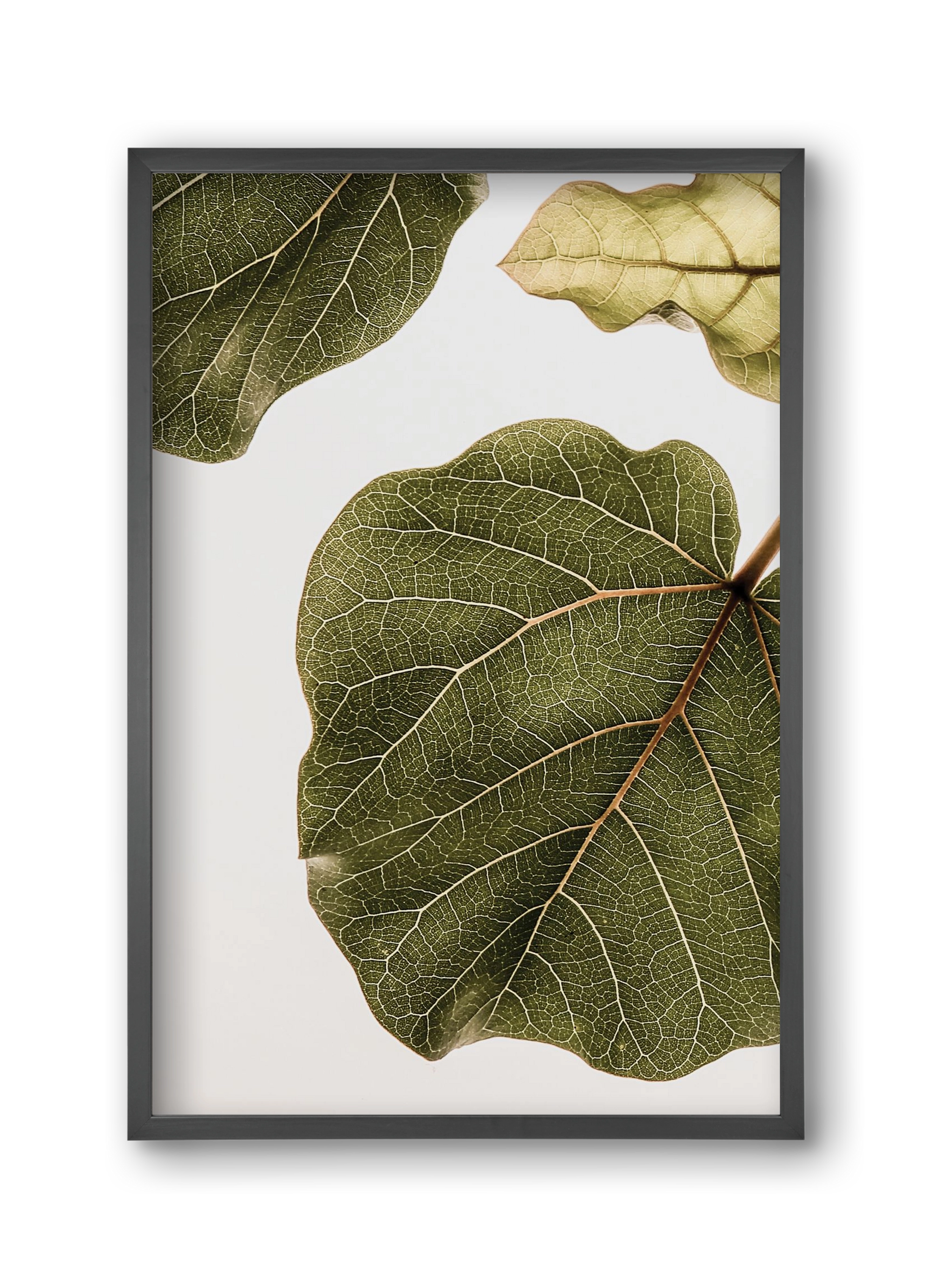 Abutifolia, 30x45 cm (30x45 cm), Fekete keret