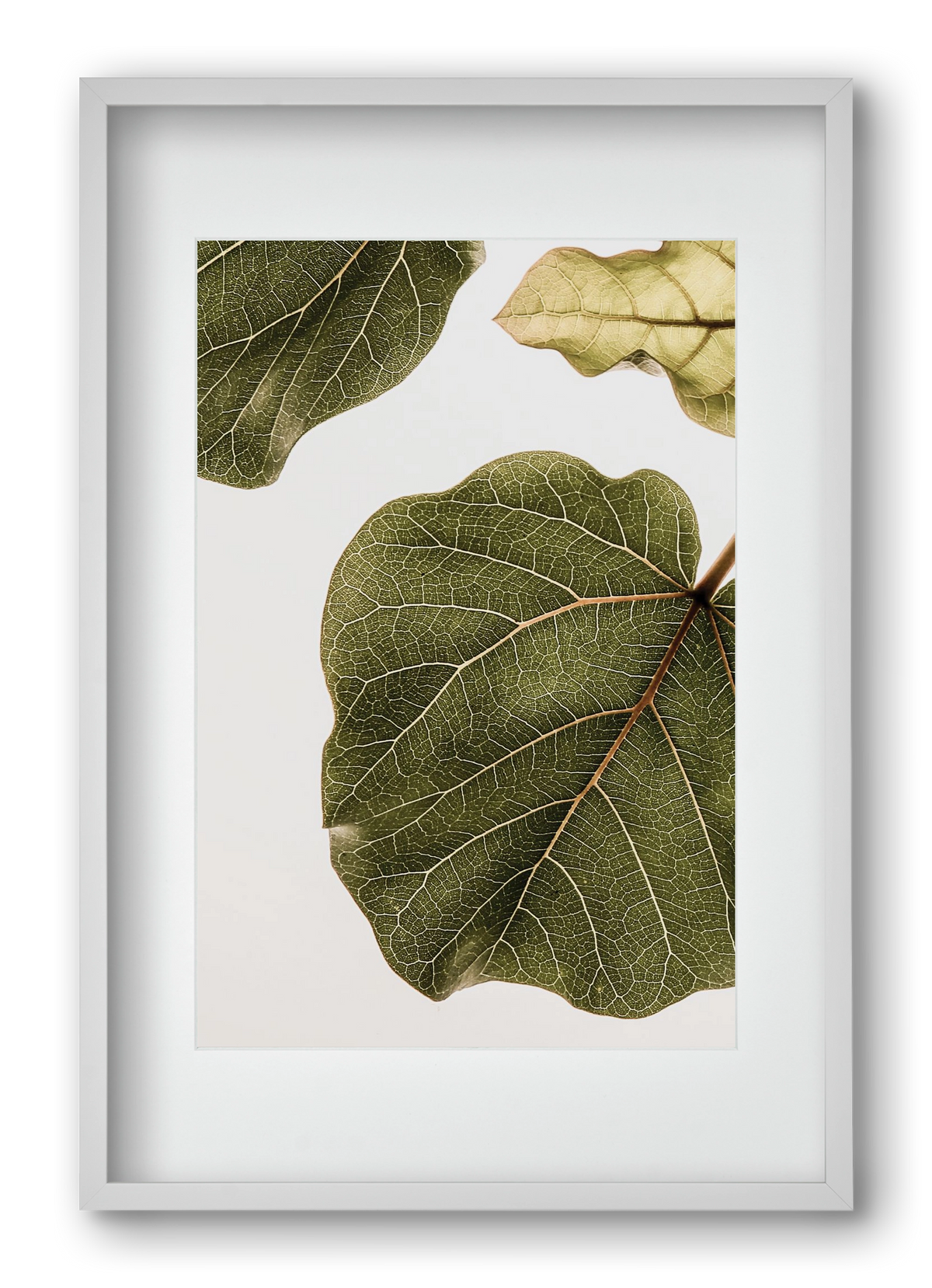 Abutifolia, 40x60 cm (30x45 cm), Fehér keret, paszpartuval