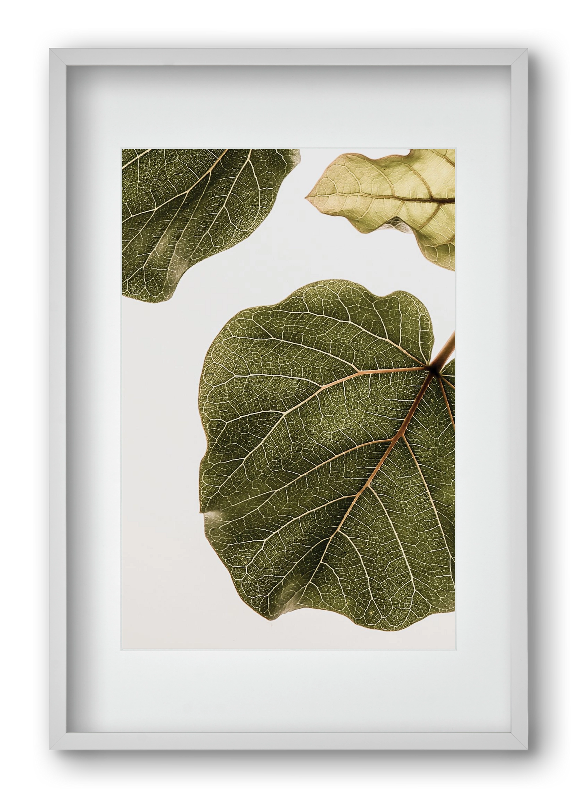 Abutifolia, 40x60 cm (30x45 cm), Fehér keret, paszpartuval