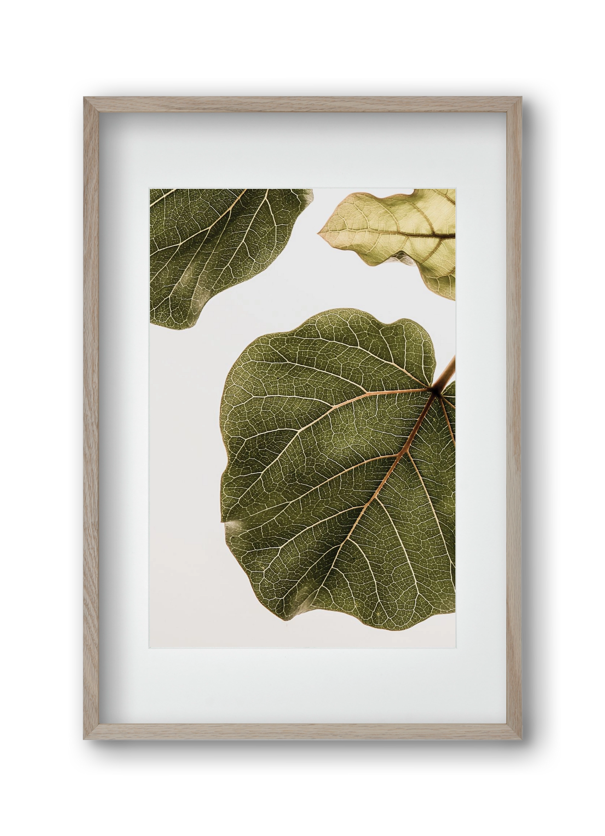 Abutifolia, 30x45 cm (20x30 cm), Tölgy keret, paszpartuval