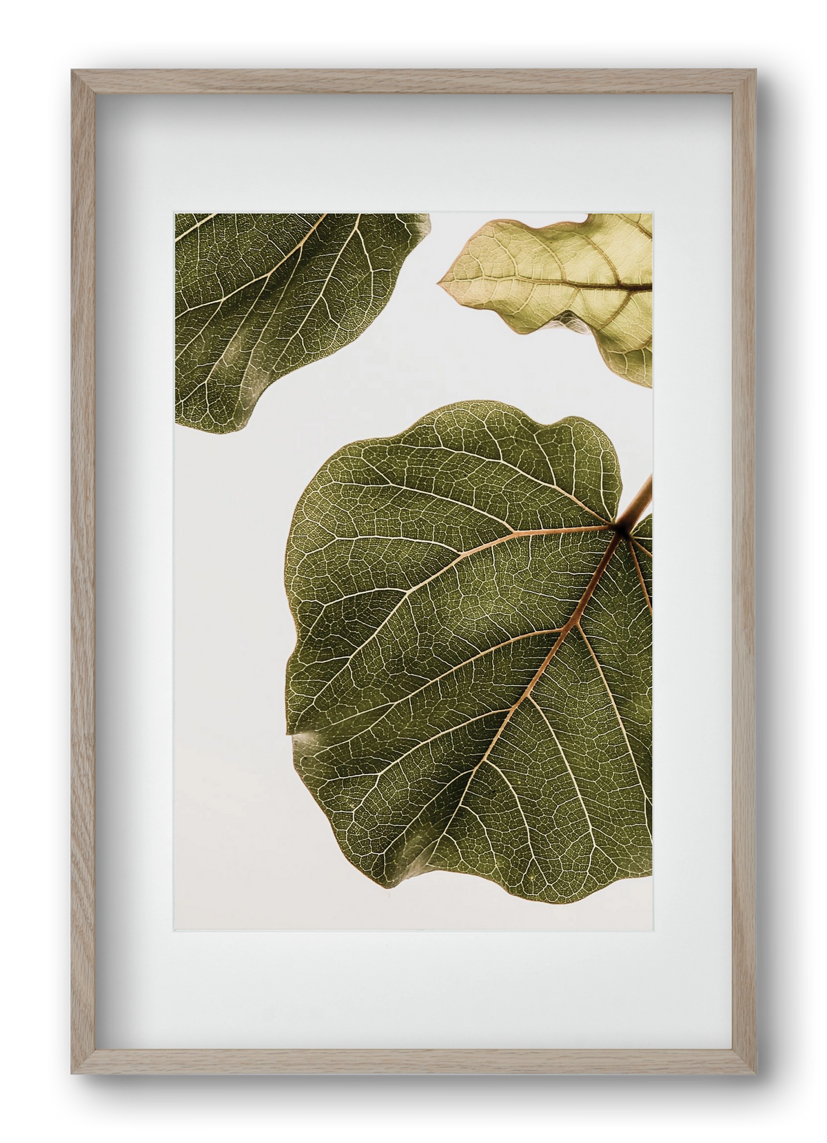 Abutifolia, 40x60 cm (30x45 cm), Tölgy keret, paszpartuval