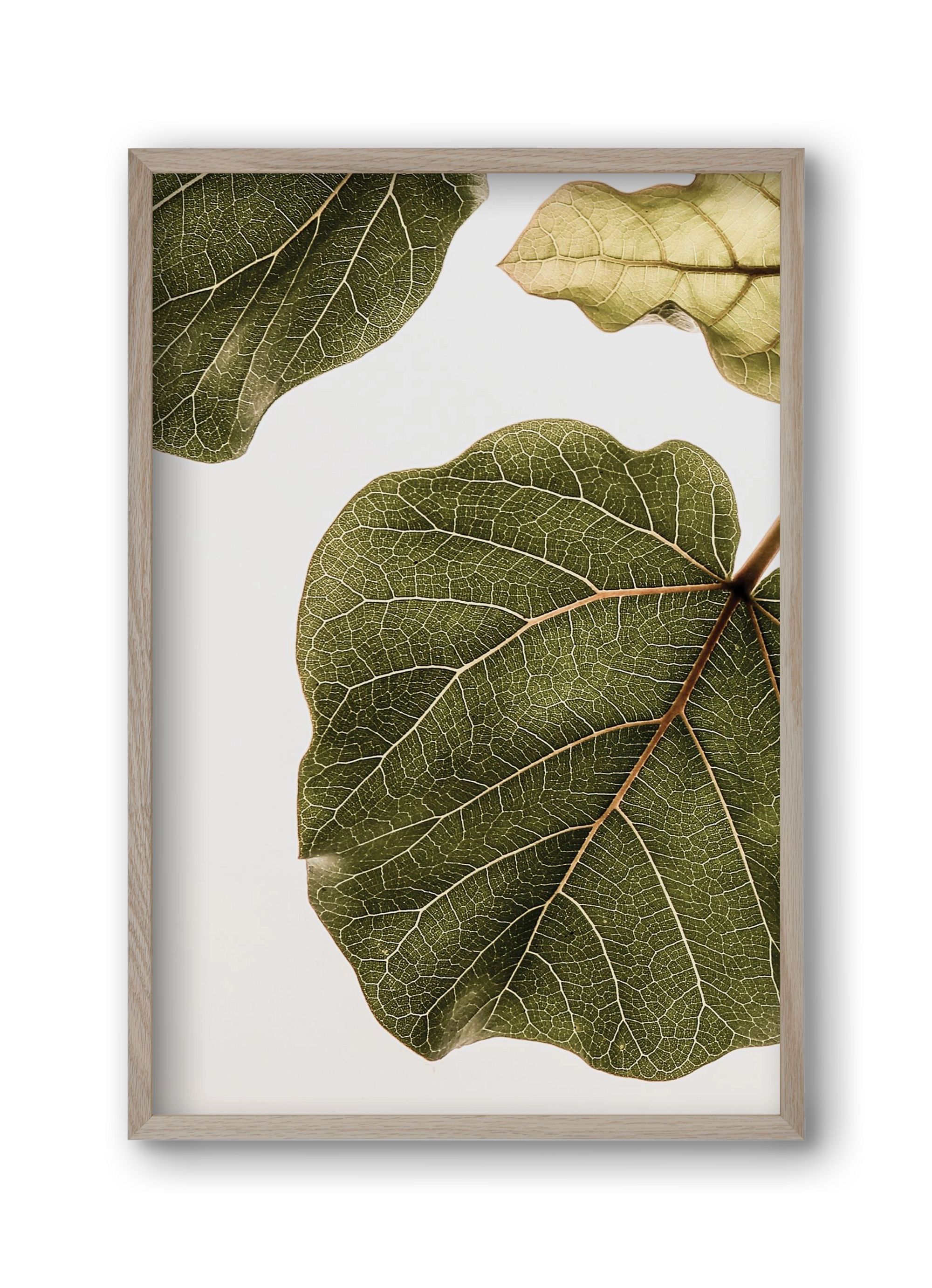 Abutifolia, 30x45 cm (30x45 cm), Tölgy keret