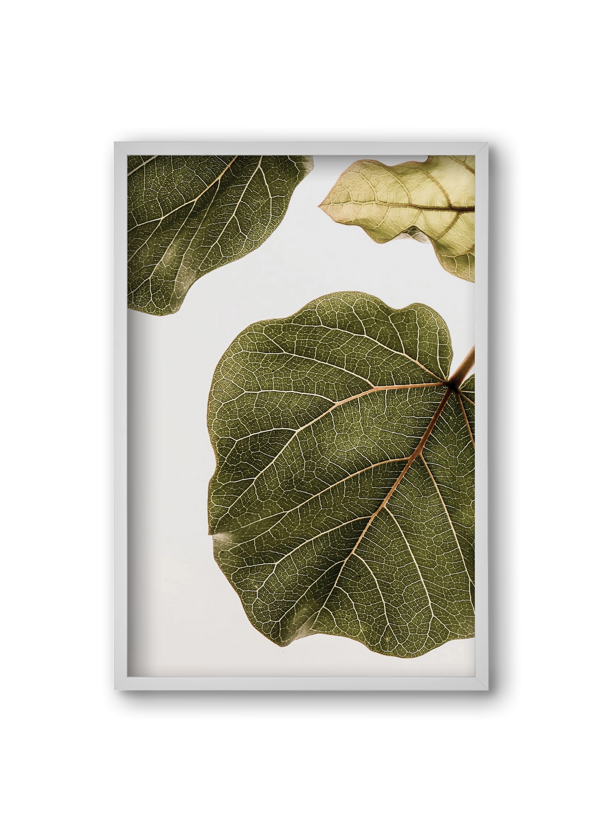 Abutifolia, 20x30 cm (20x30 cm), Fehér keret