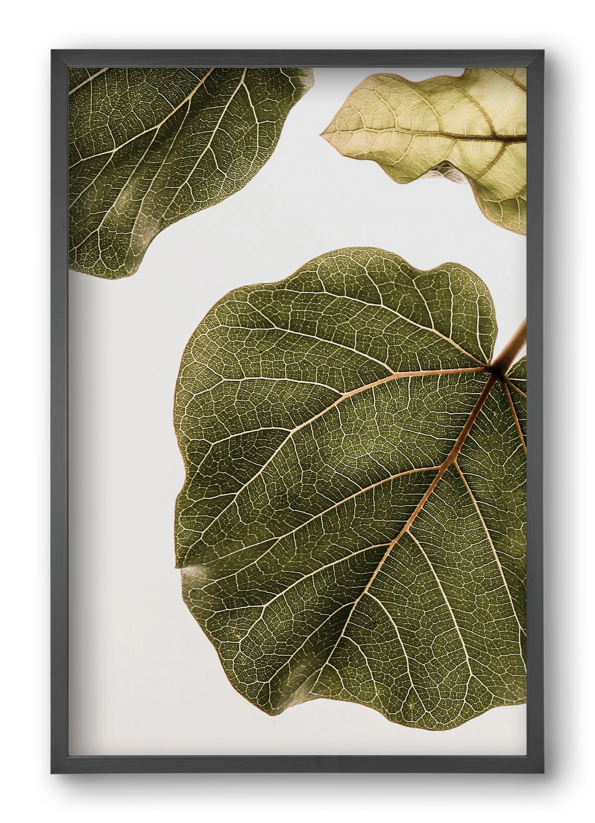 Abutifolia, 40x60 cm (40x60 cm), Fekete keret