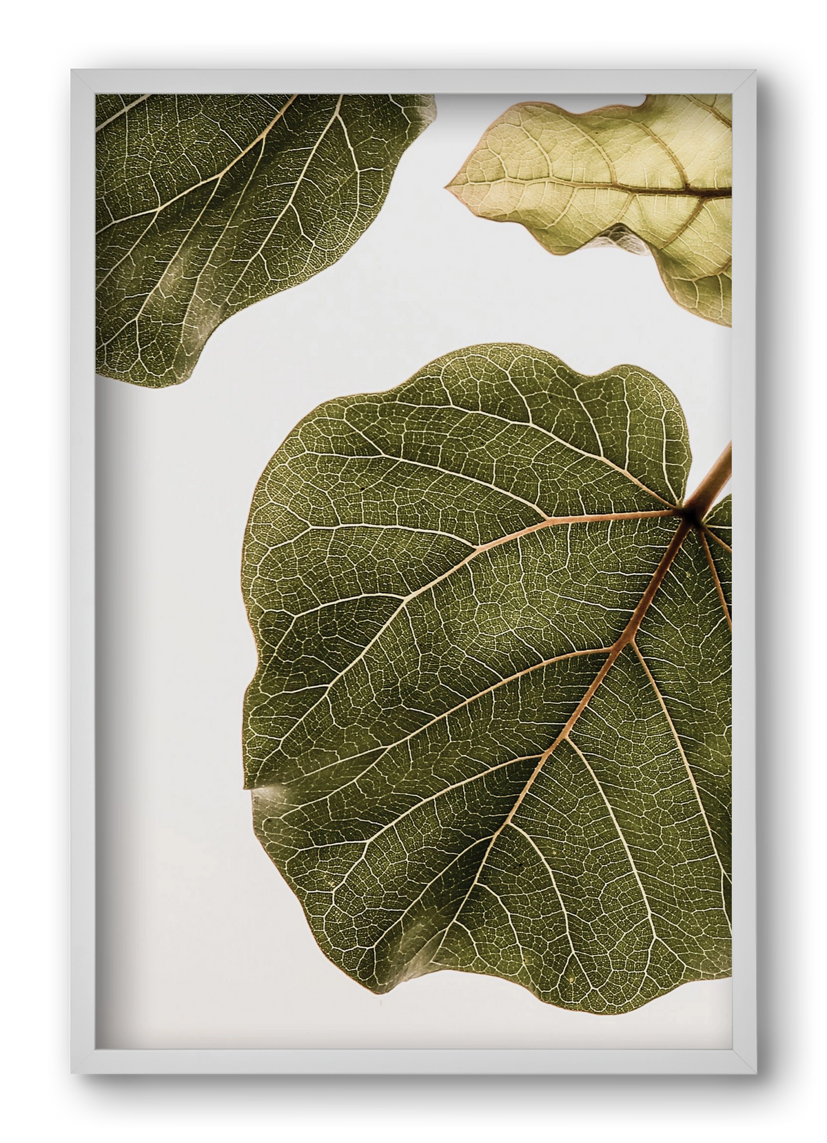 Abutifolia, 40x60 cm (40x60 cm), Fehér keret