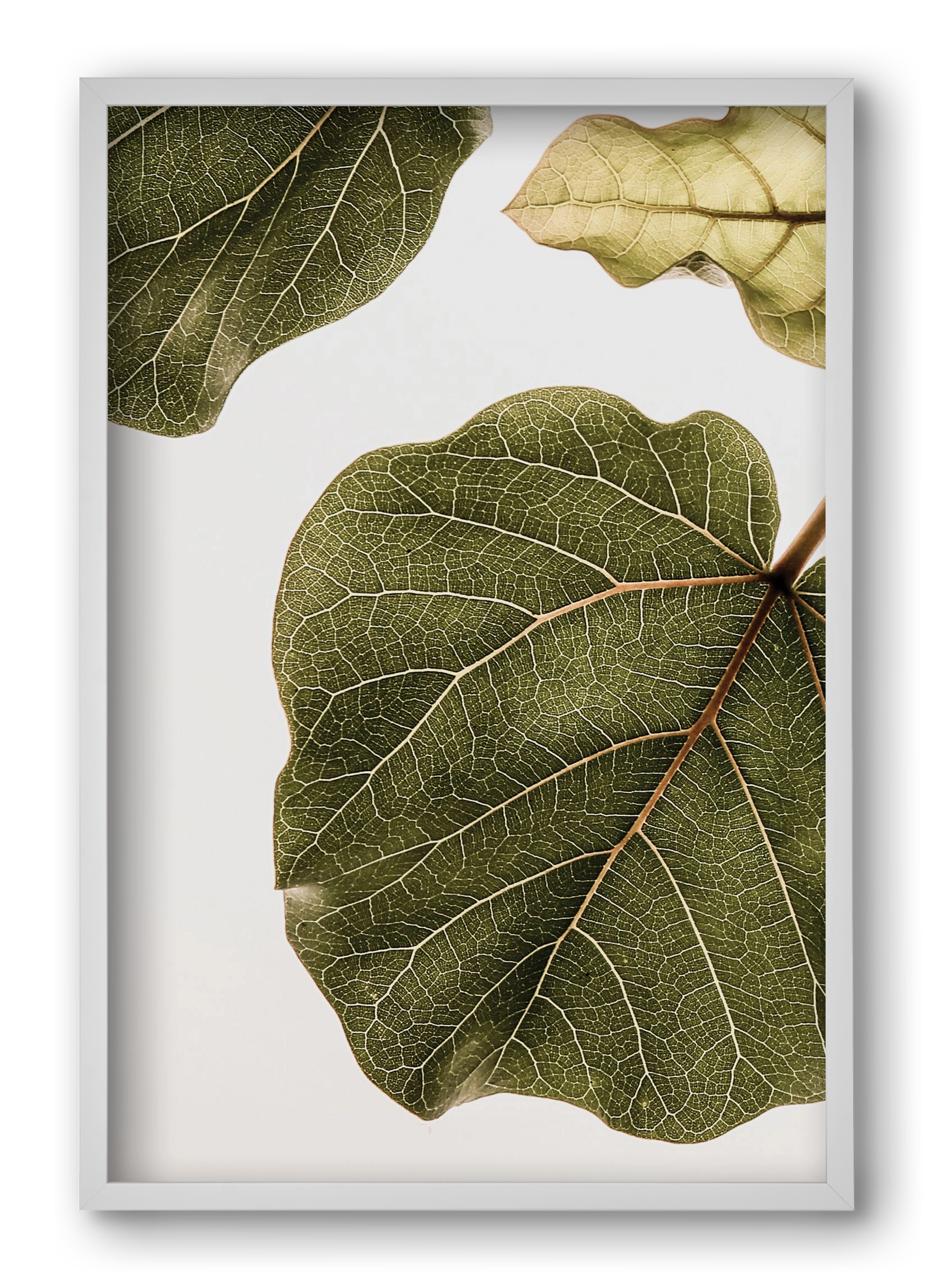 Abutifolia, 40x60 cm (40x60 cm), Fehér keret