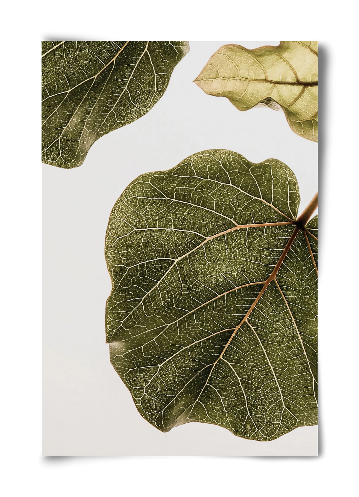 Abutifolia, 40x60 cm, Keret nélkül