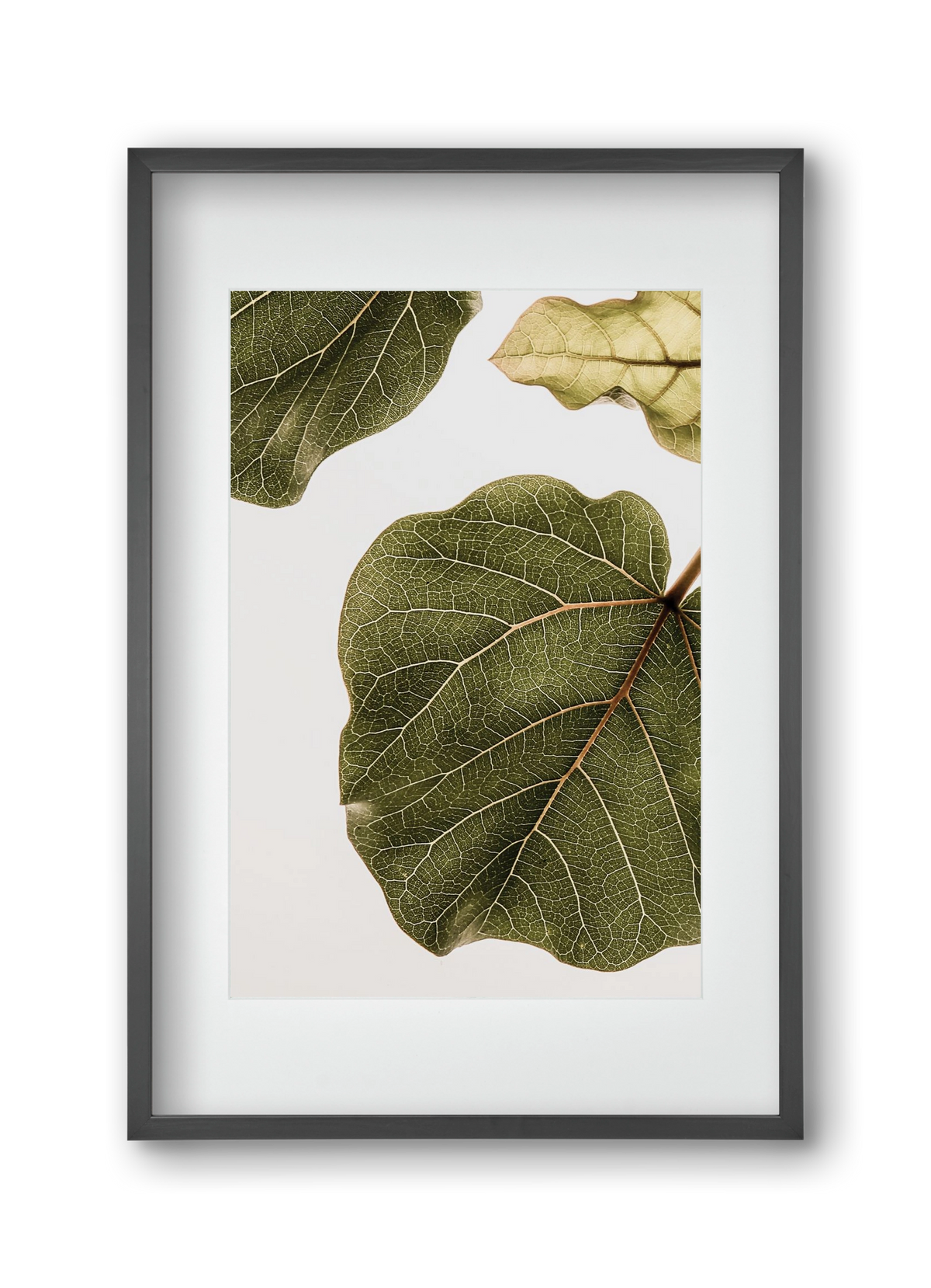 Abutifolia, 30x45 cm (20x30 cm), Fekete keret, paszpartuval