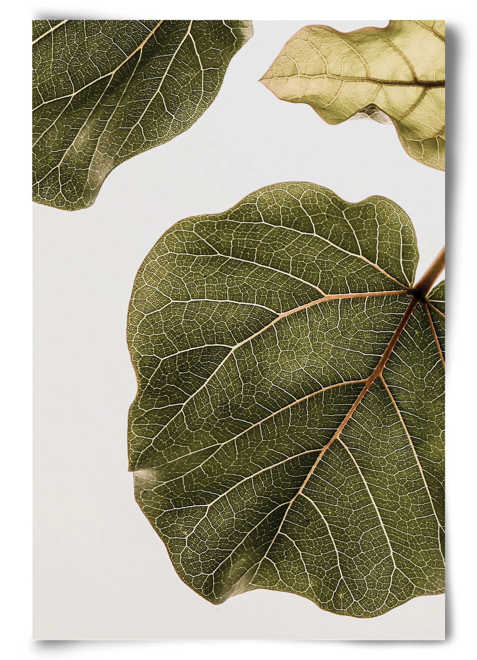 Abutifolia, 60x90 cm, Keret nélkül