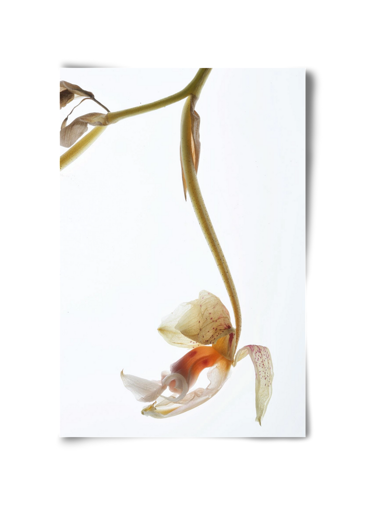 Arch angle, 30x45 cm, Keret nélkül