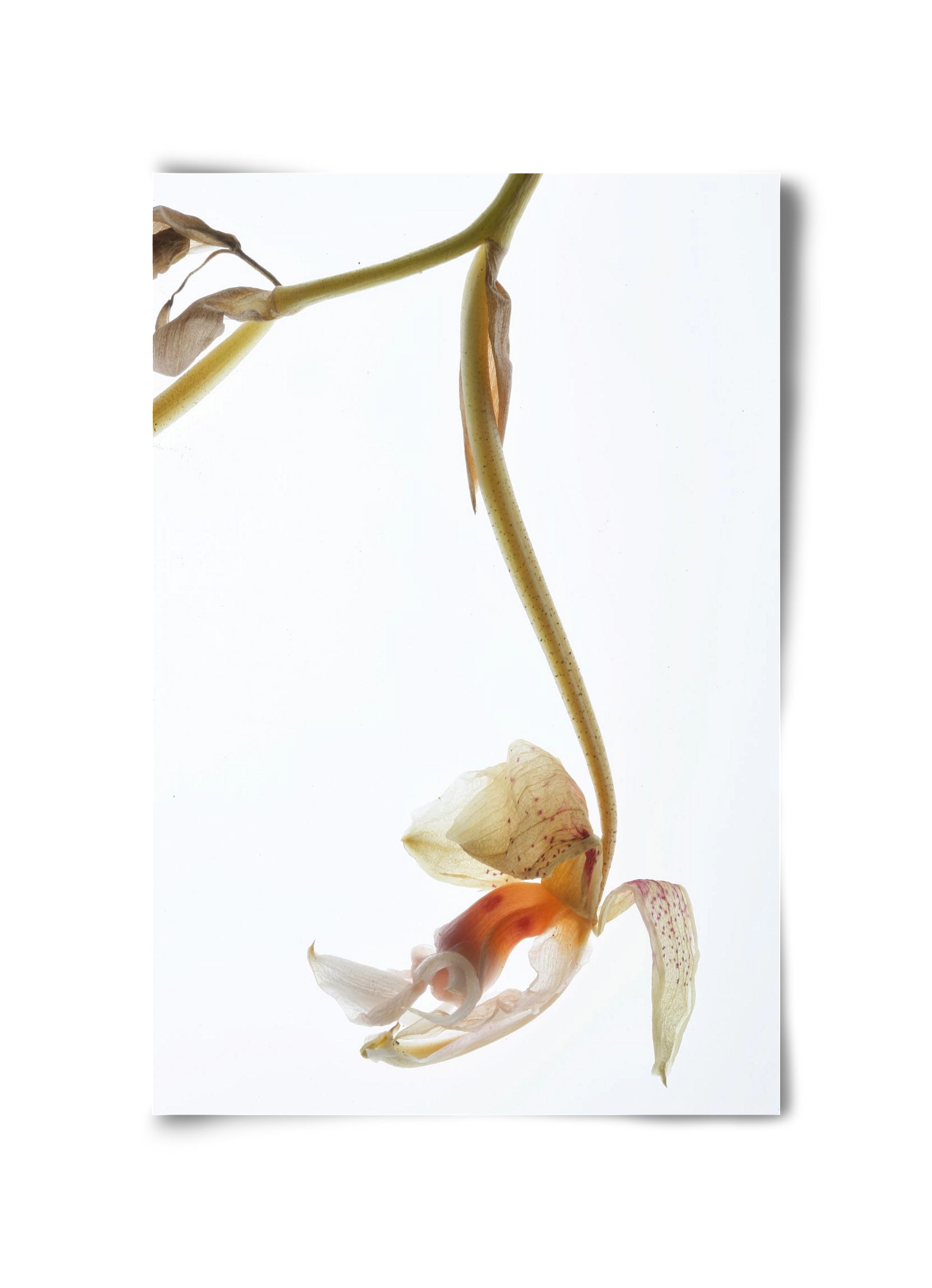 Arch angle, 30x45 cm, Keret nélkül