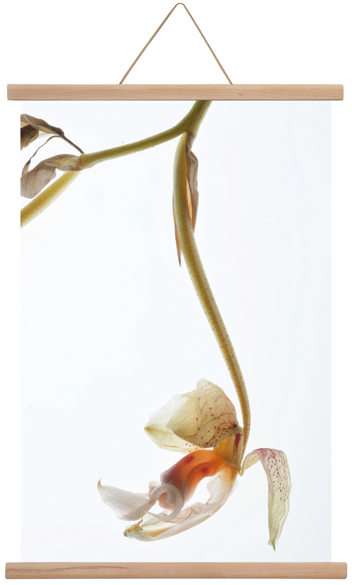 Arch angle, 40x60 cm (40x60 cm), Tölgy akasztó