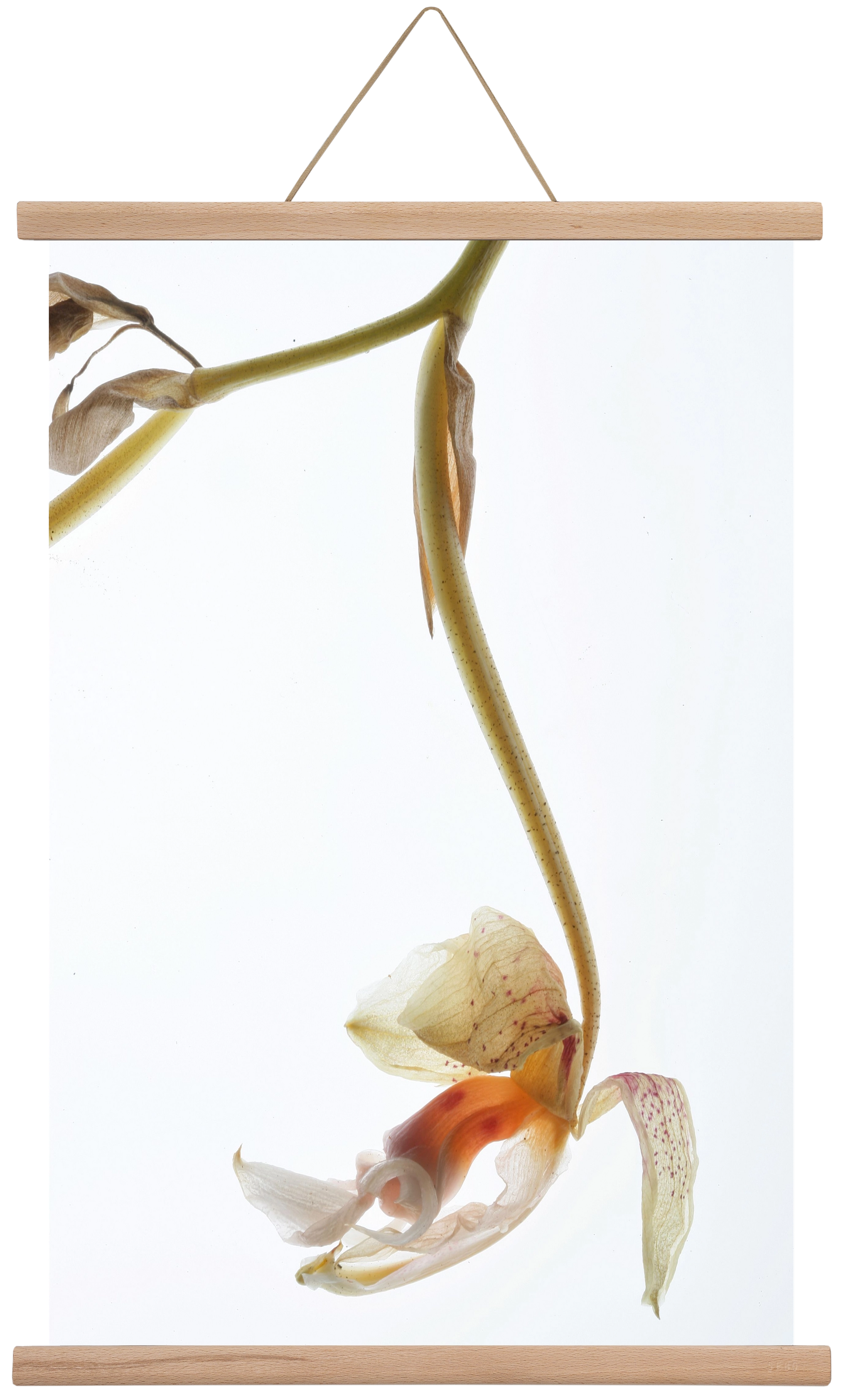 Arch angle, 40x60 cm (40x60 cm), Tölgy akasztó