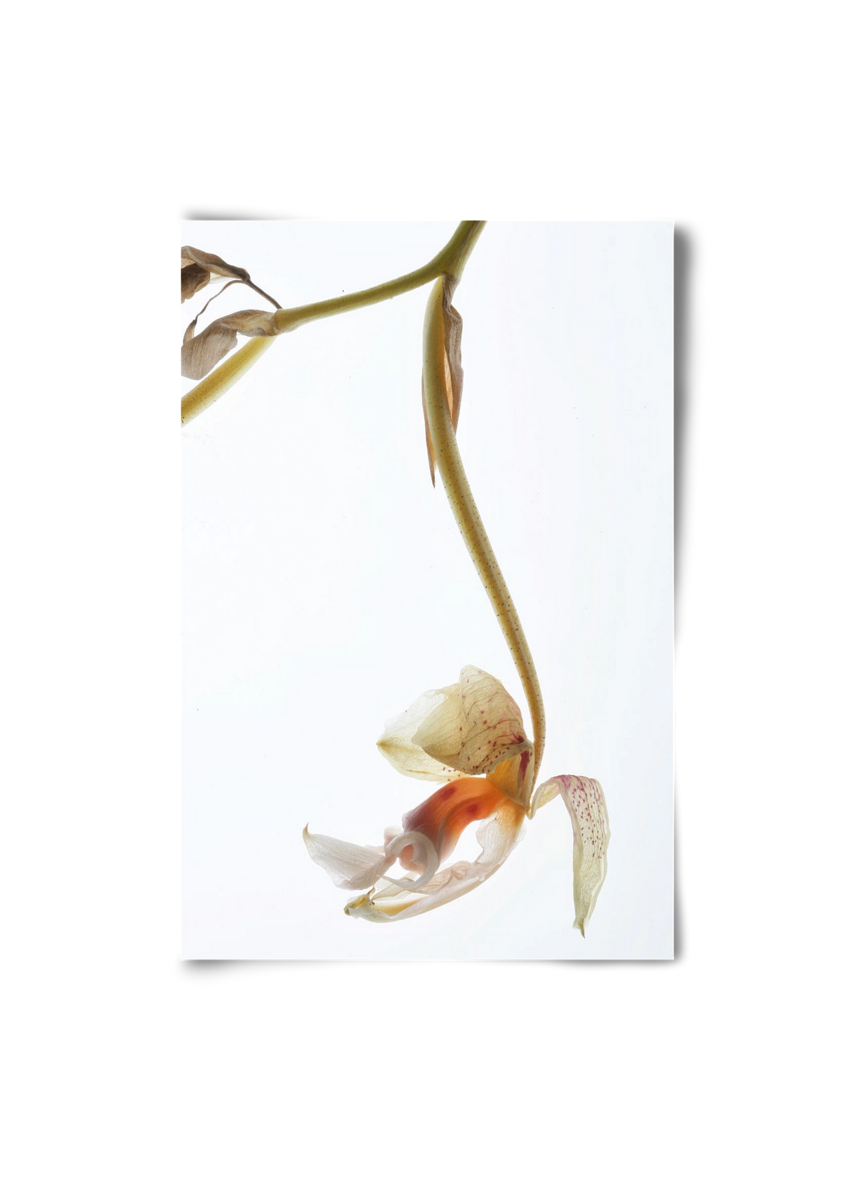 Arch angle, 20x30 cm, Keret nélkül