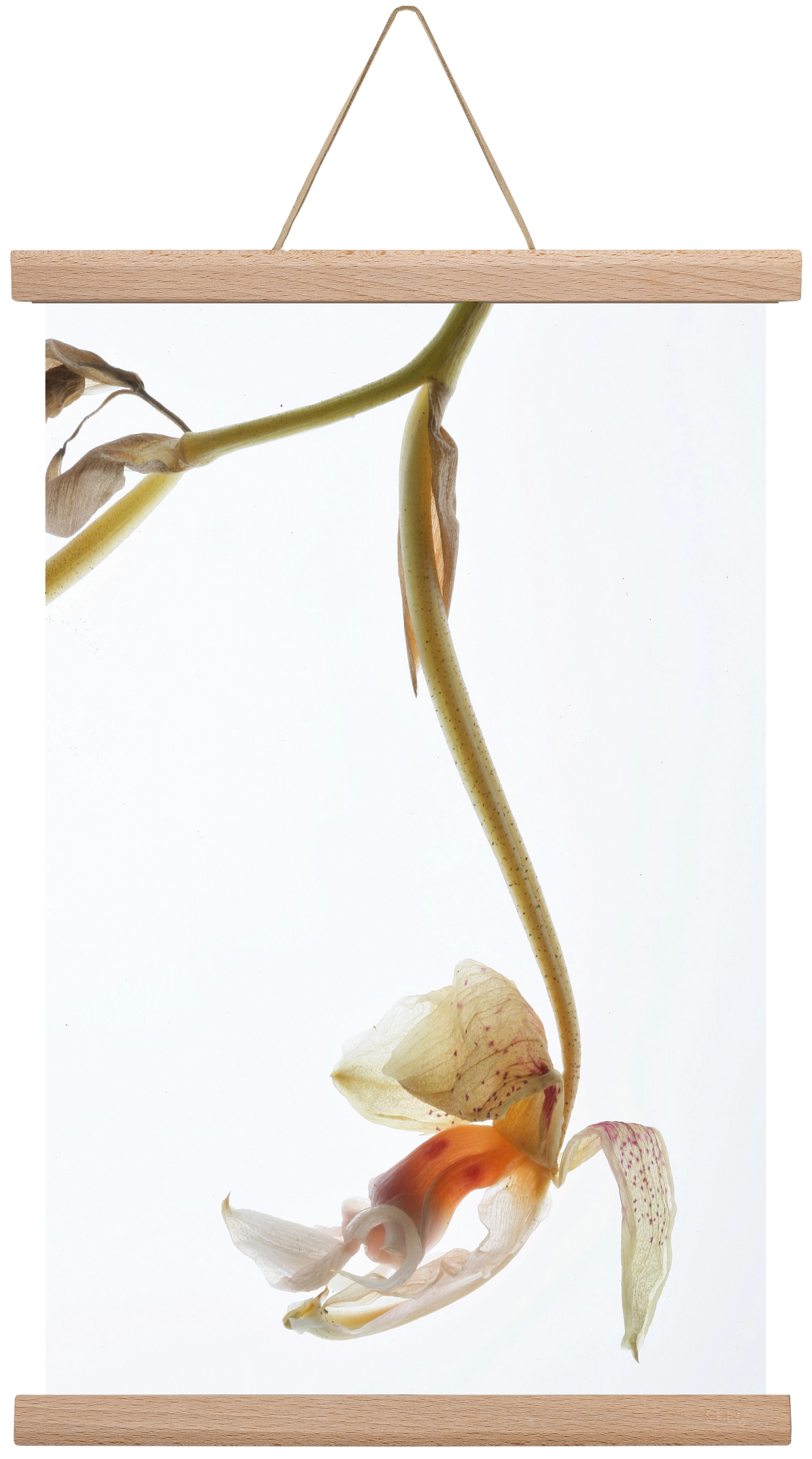 Arch angle, 30x45 cm (30x45 cm), Tölgy akasztó