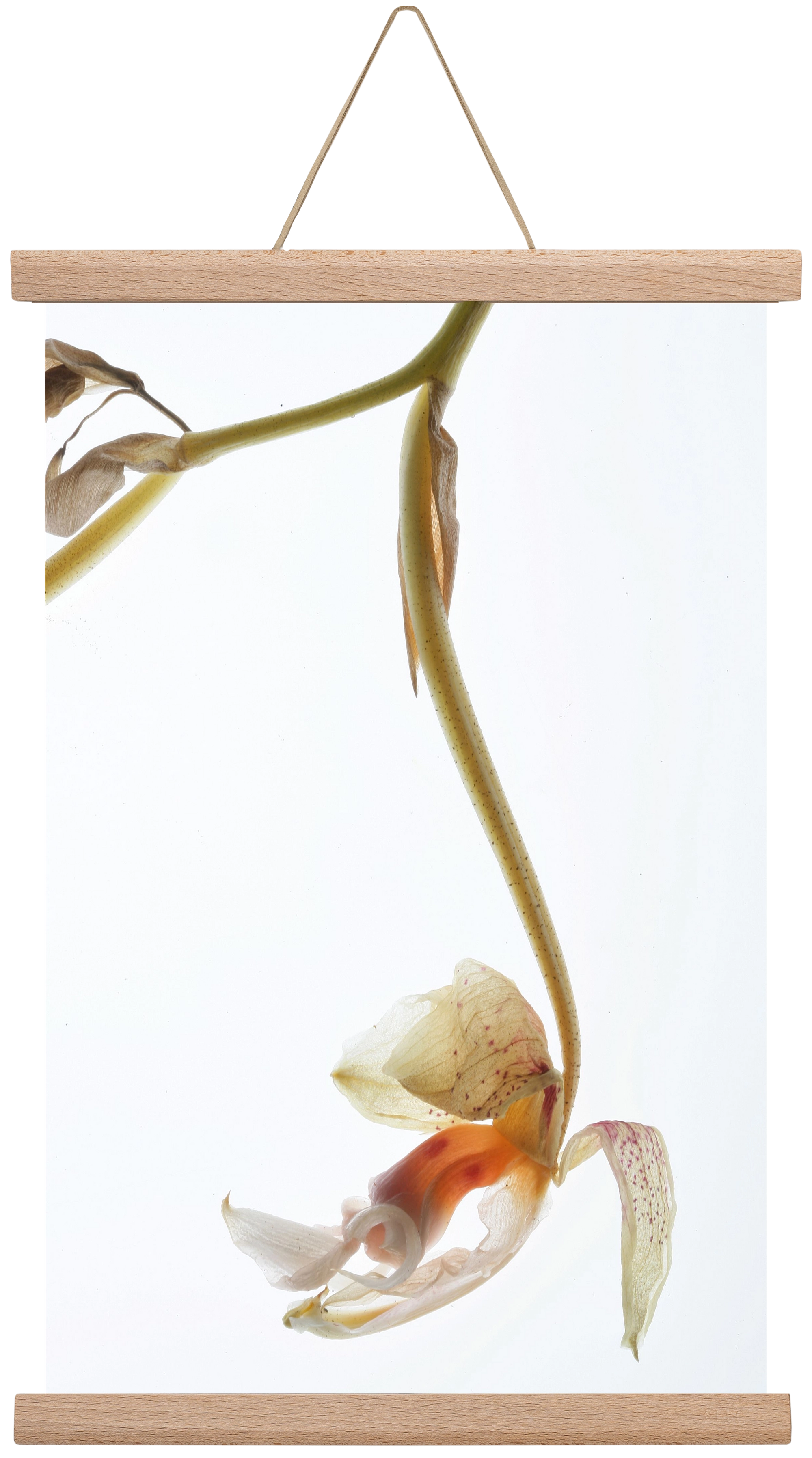 Arch angle, 30x45 cm (30x45 cm), Tölgy akasztó