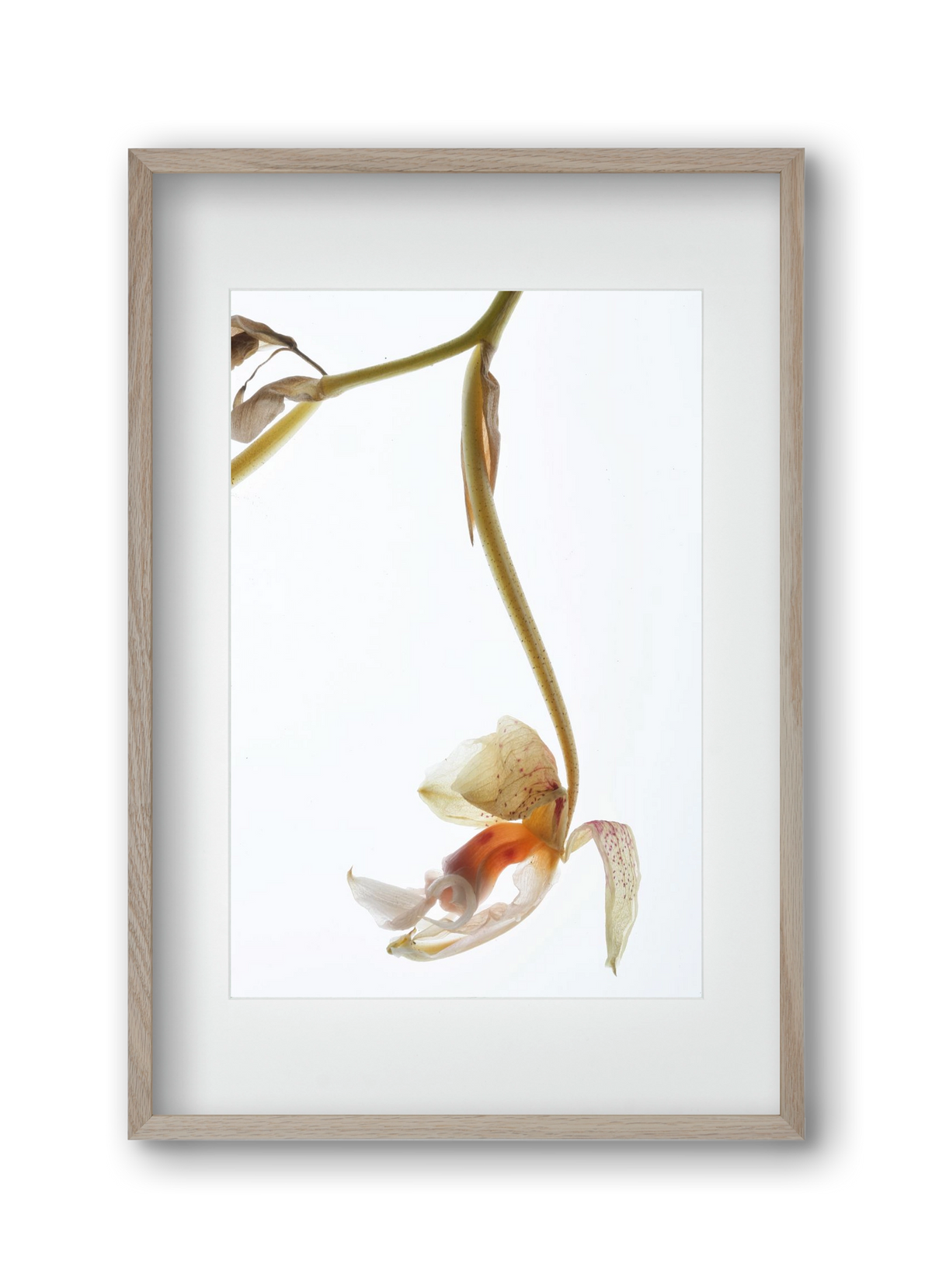 Arch angle, 30x45 cm (20x30 cm), Tölgy keret, paszpartuval