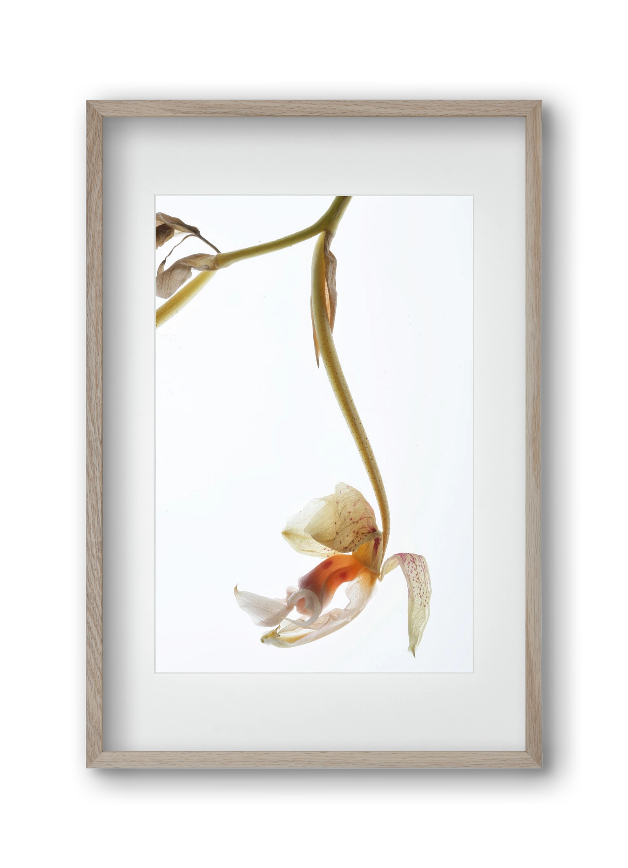 Arch angle, 30x45 cm (20x30 cm), Tölgy keret, paszpartuval