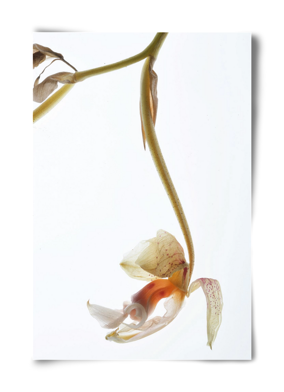 Arch angle, 40x60 cm, Keret nélkül