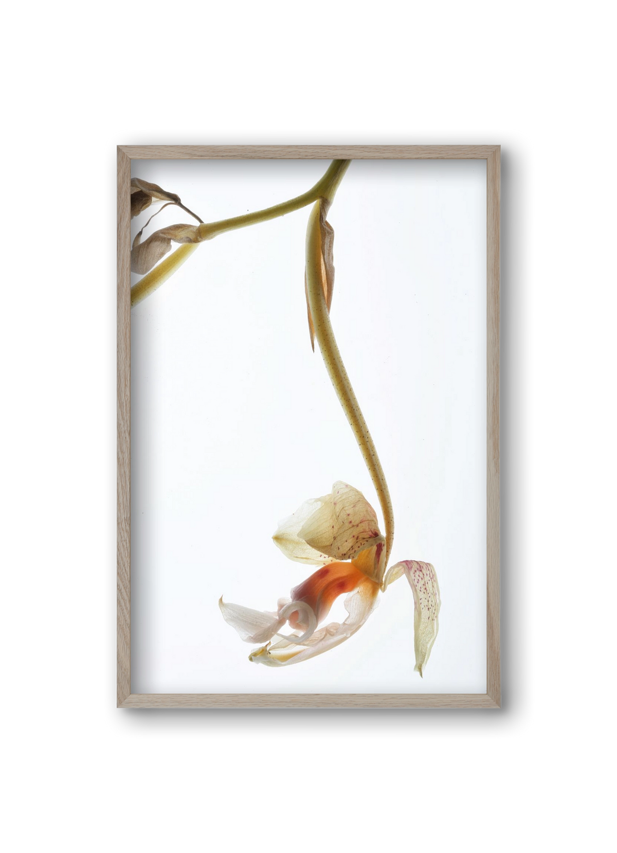 Arch angle, 20x30 cm (20x30 cm), Tölgy keret