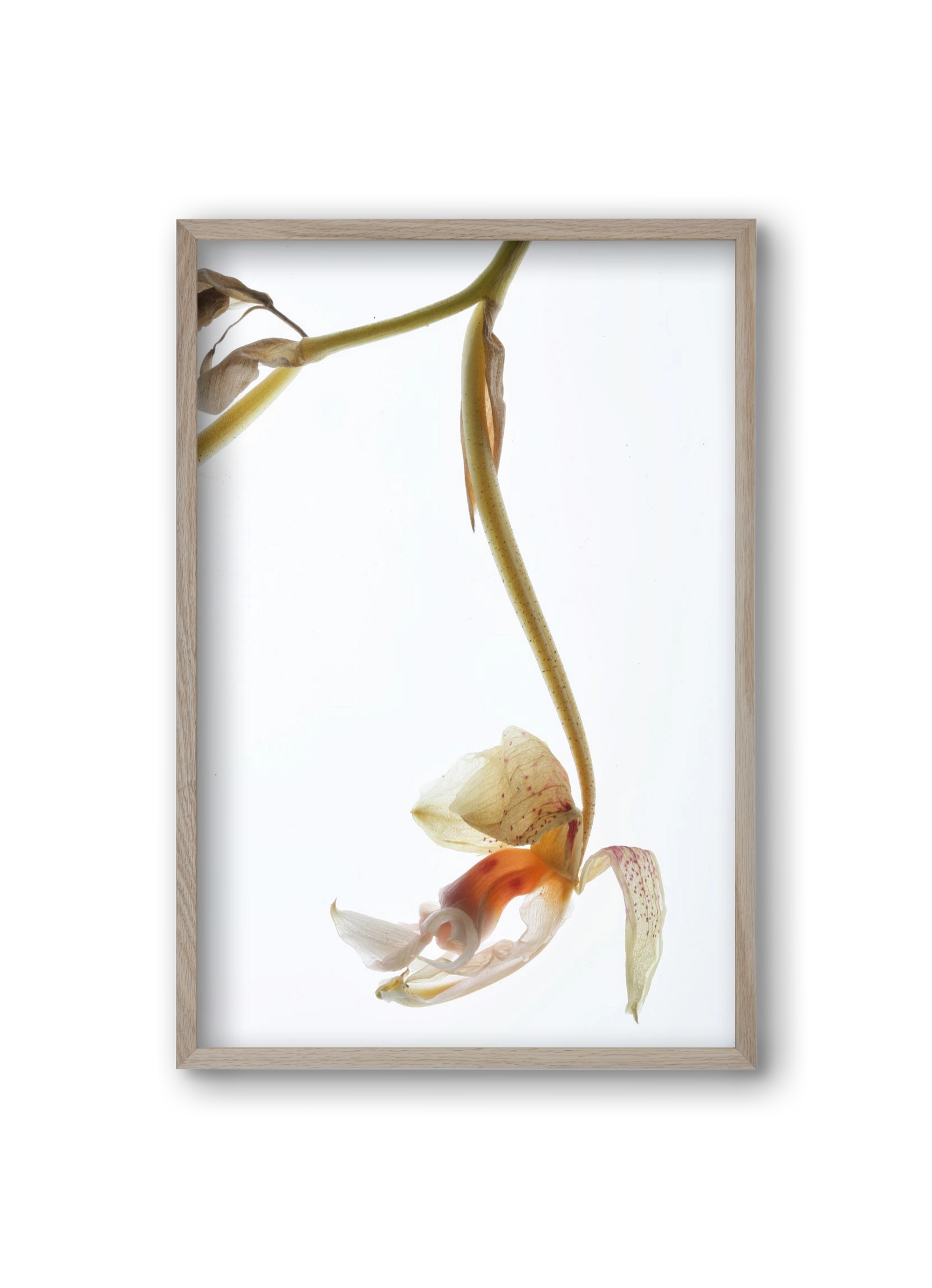 Arch angle, 20x30 cm (20x30 cm), Tölgy keret