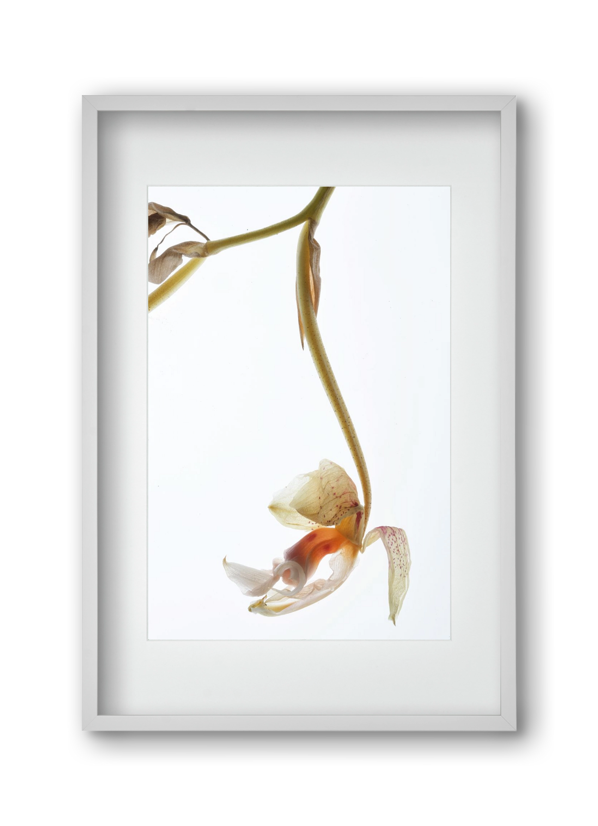 Arch angle, 30x45 cm (20x30 cm), Fehér keret, paszpartuval