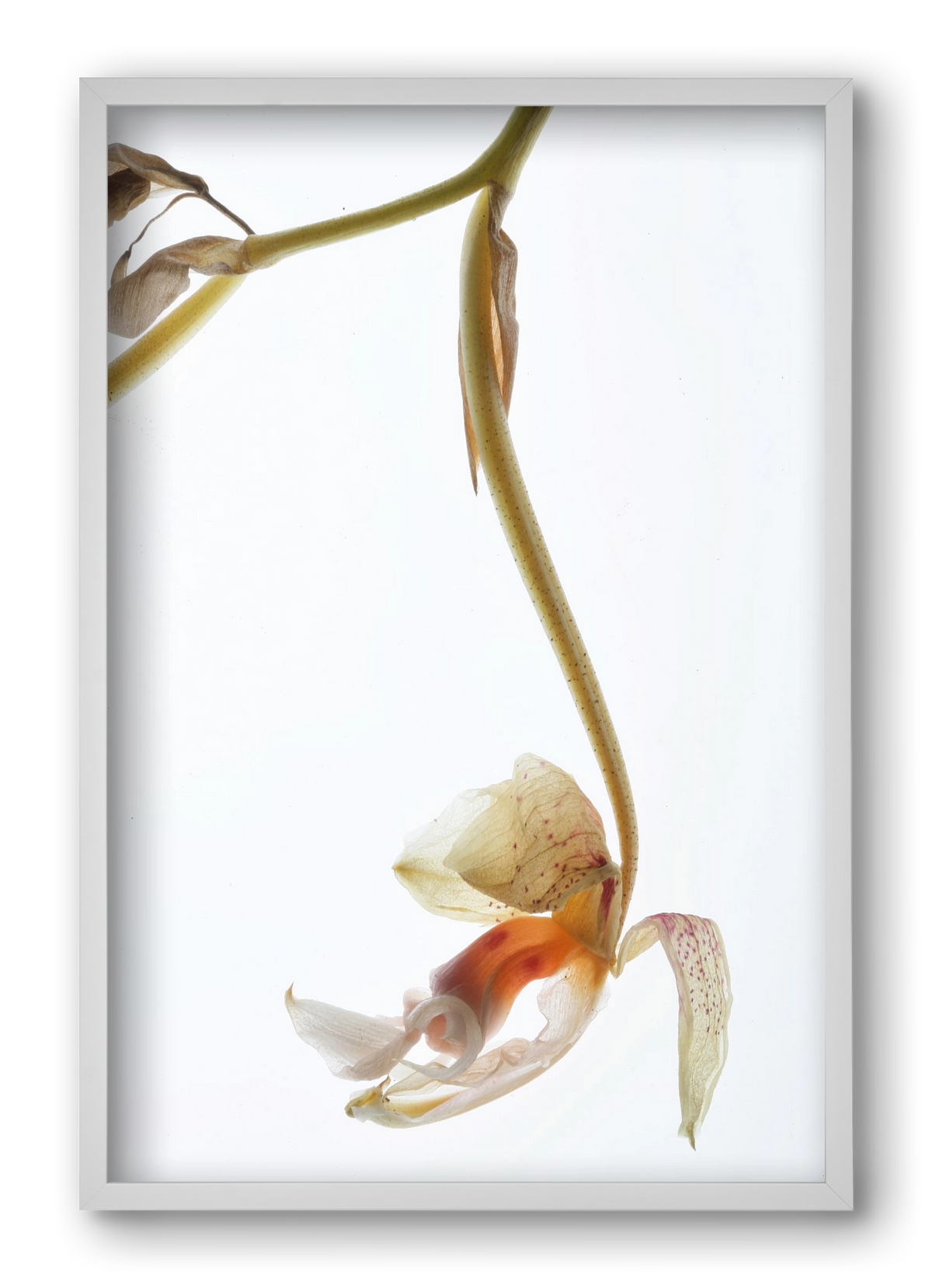 Arch angle, 40x60 cm (40x60 cm), Fehér keret