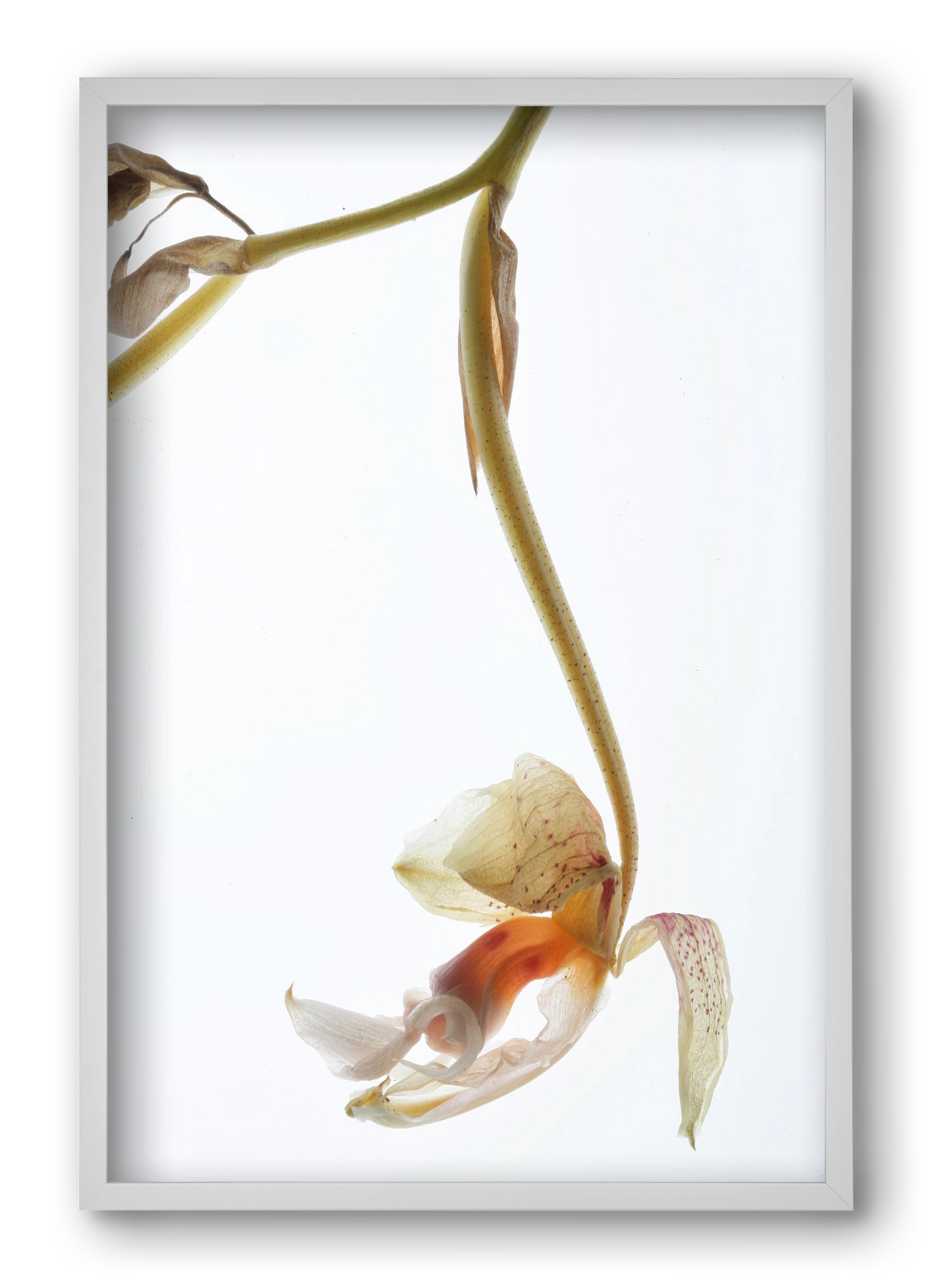 Arch angle, 40x60 cm (40x60 cm), Fehér keret