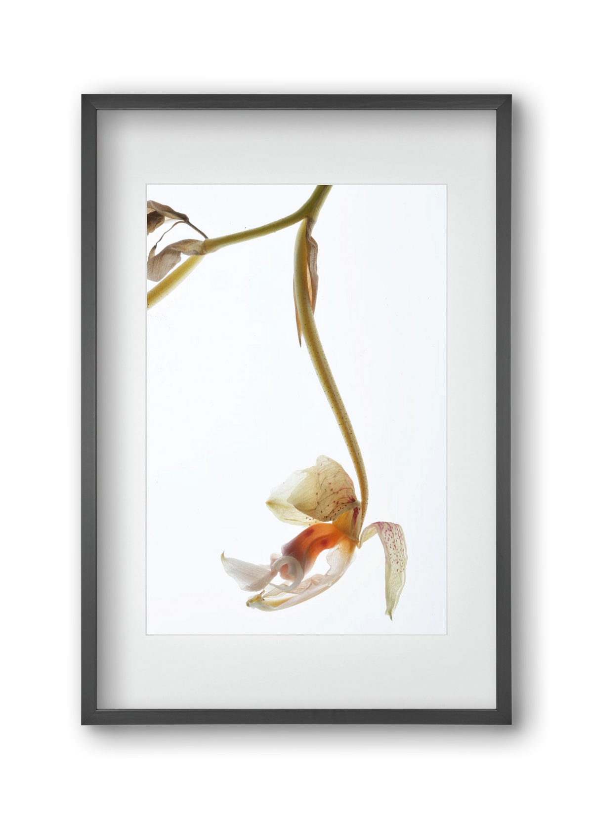 Arch angle, 30x45 cm (20x30 cm), Fekete keret, paszpartuval