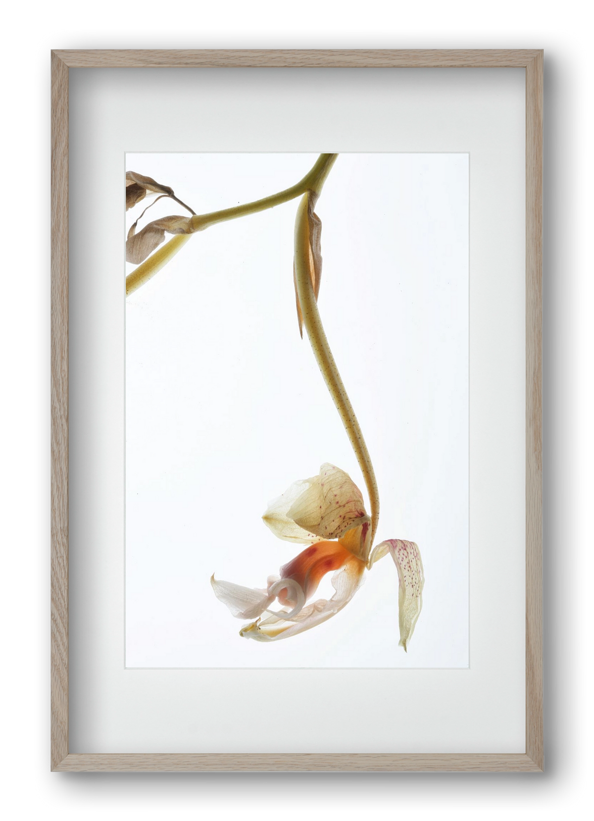 Arch angle, 40x60 cm (30x45 cm), Tölgy keret, paszpartuval