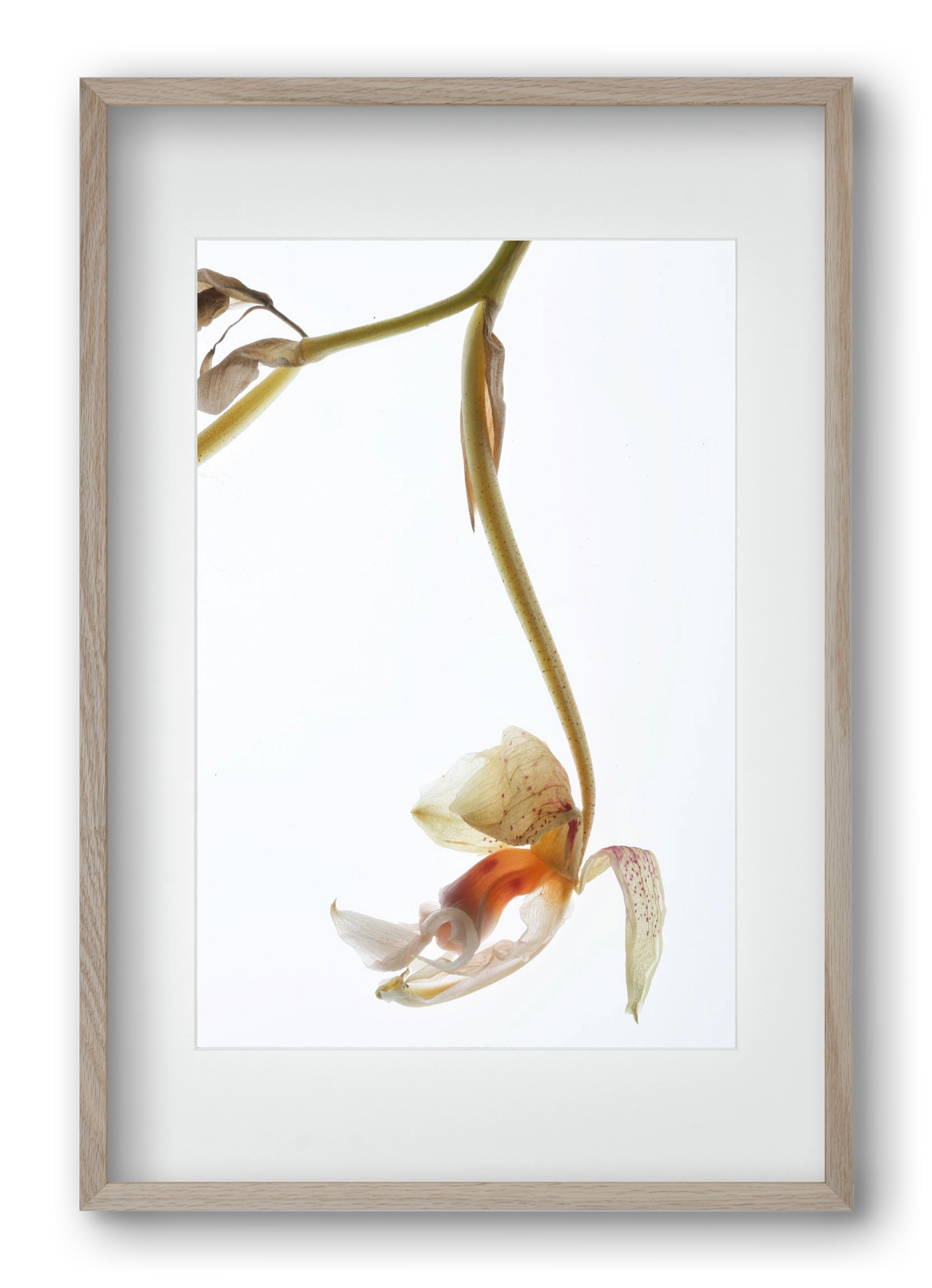 Arch angle, 40x60 cm (30x45 cm), Tölgy keret, paszpartuval