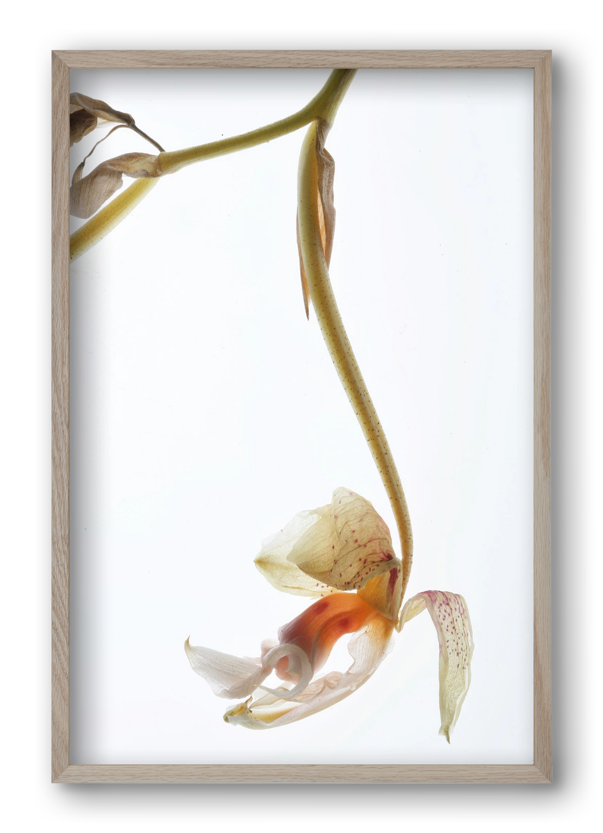 Arch angle, 40x60 cm (40x60 cm), Tölgy keret