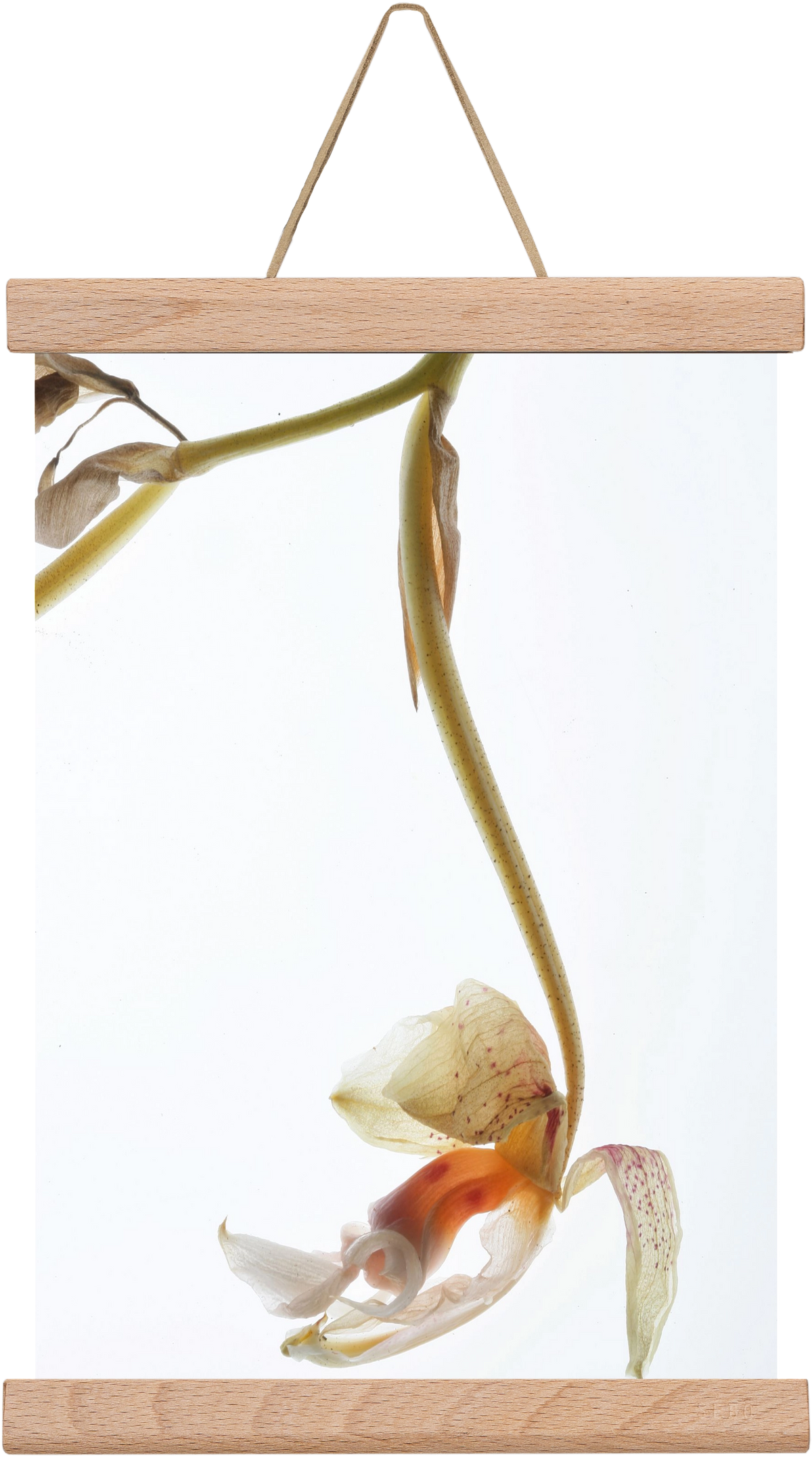 Arch angle, 20x30 cm (20x30 cm), Tölgy akasztó