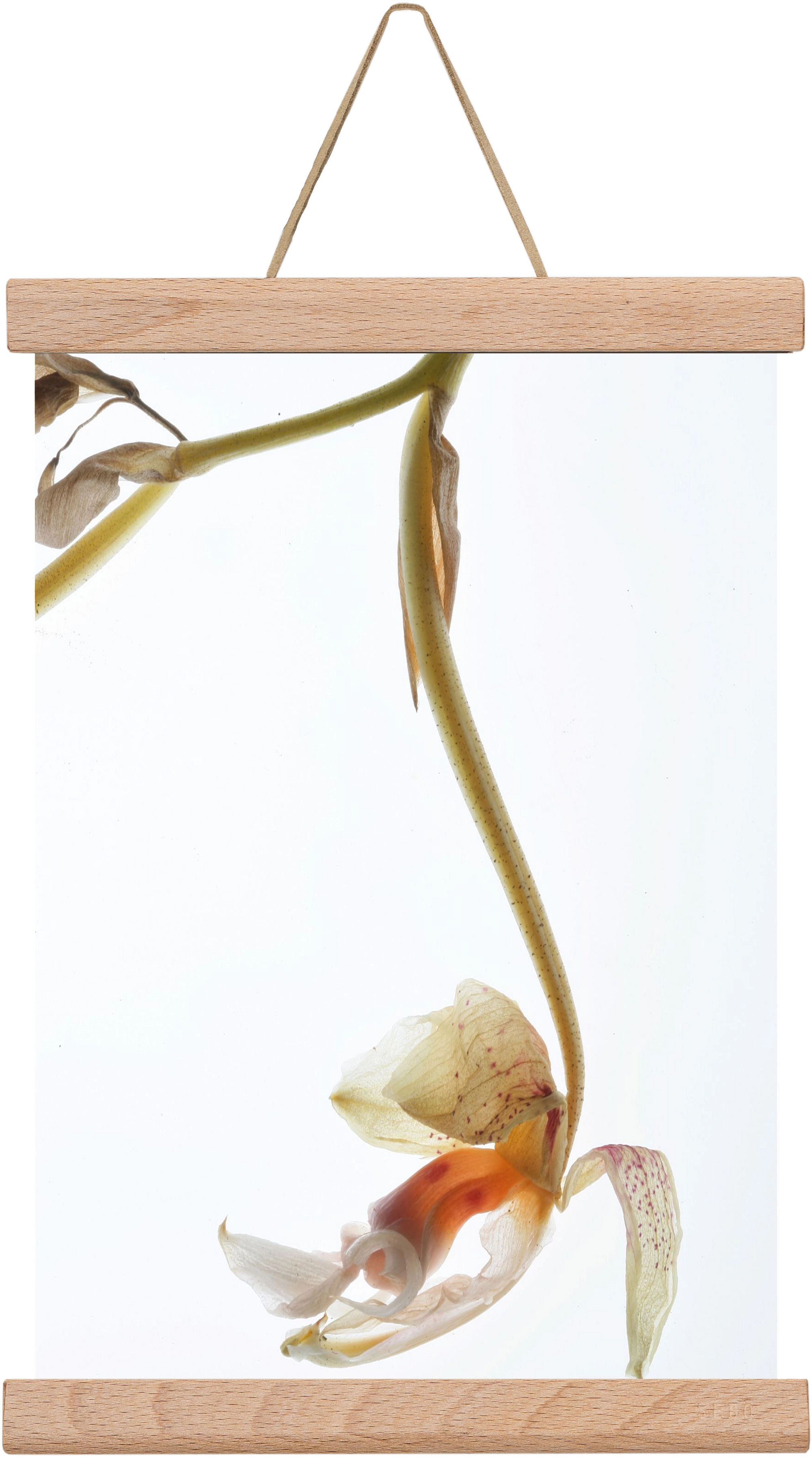 Arch angle, 20x30 cm (20x30 cm), Tölgy akasztó