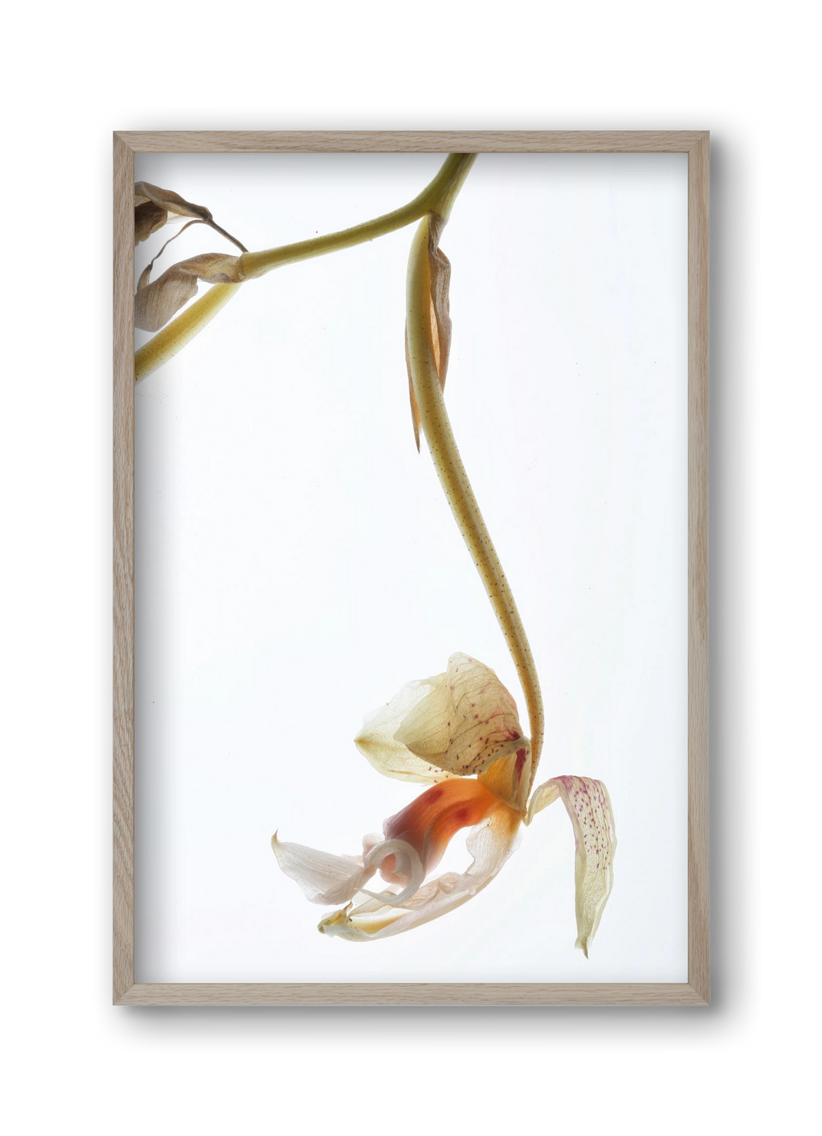 Arch angle, 30x45 cm (30x45 cm), Tölgy keret