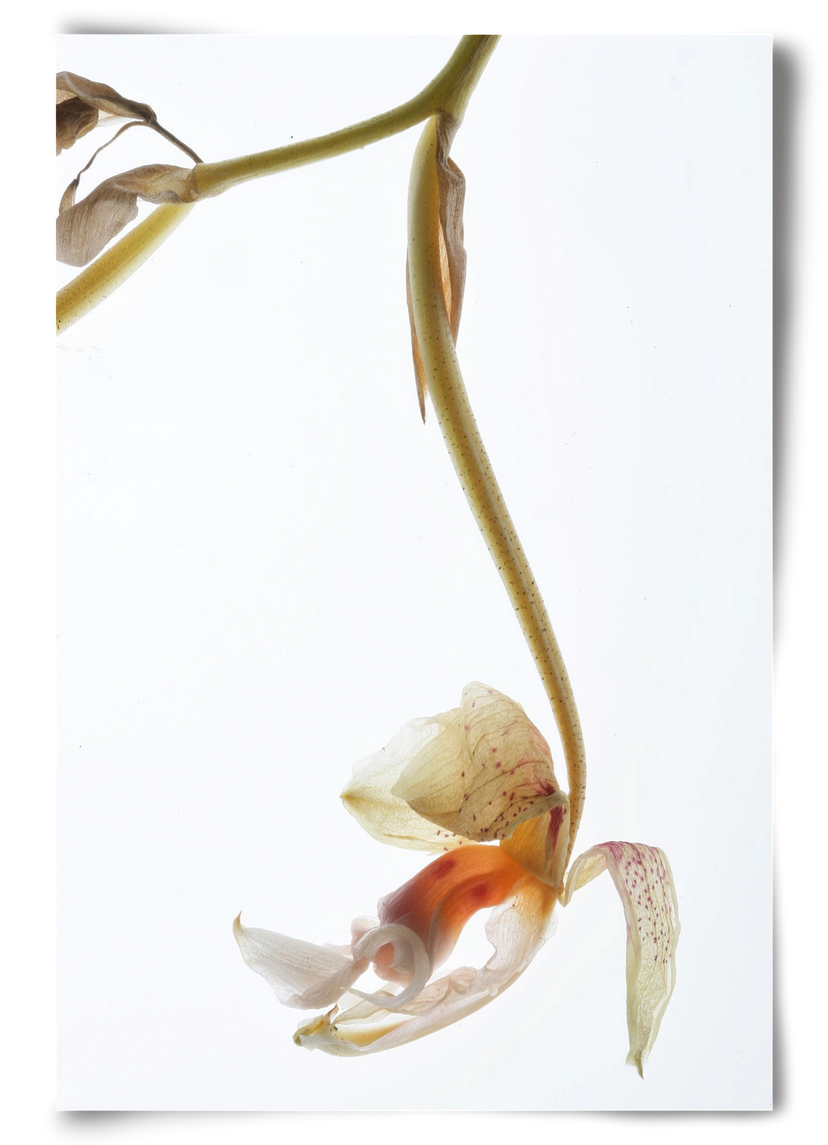 Arch angle, 60x90 cm, Keret nélkül