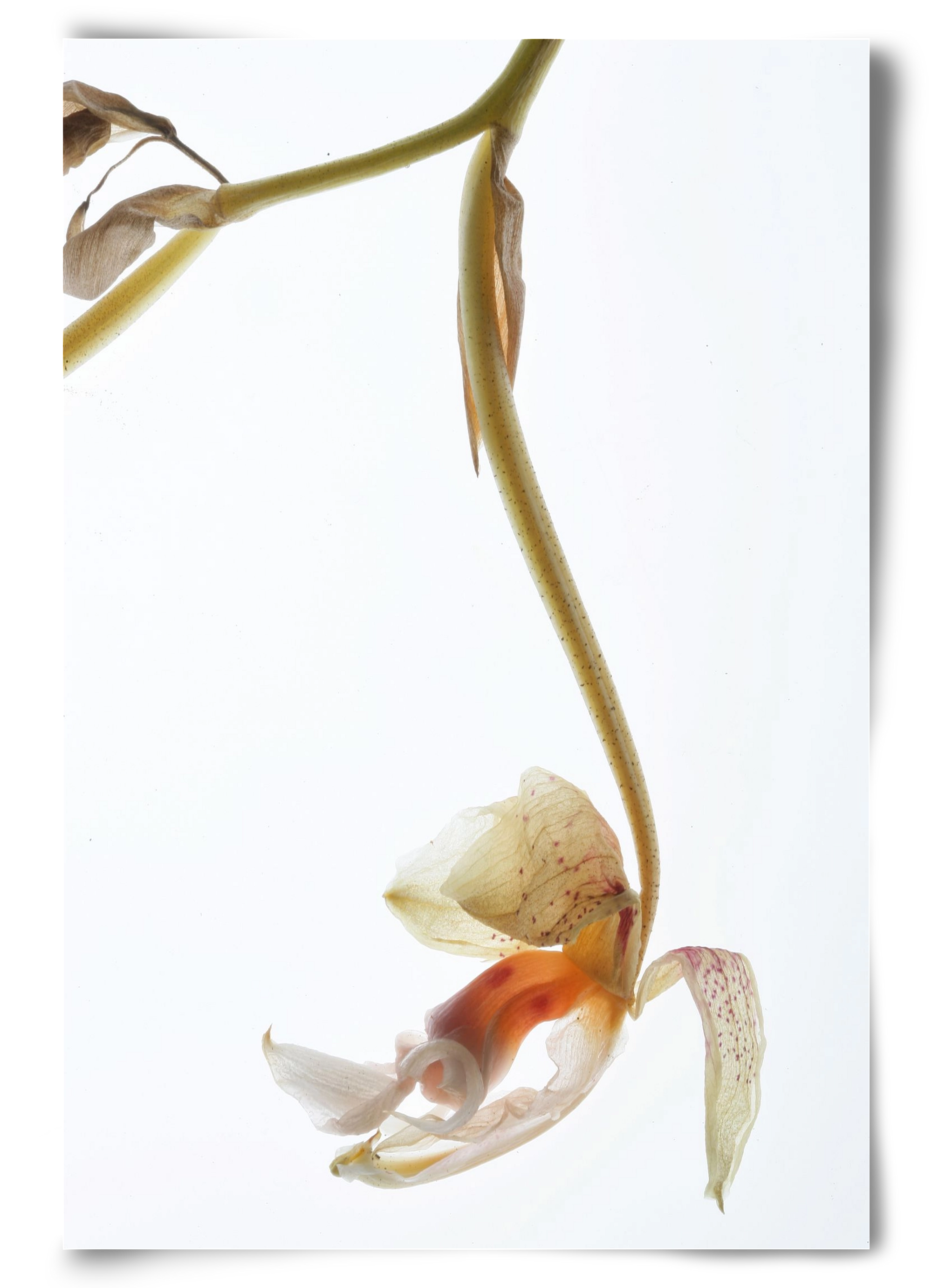 Arch angle, 60x90 cm, Keret nélkül