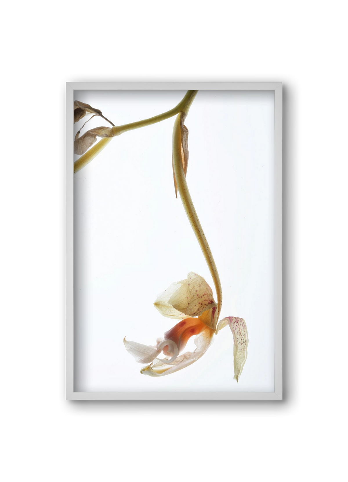 Arch angle, 20x30 cm (20x30 cm), Fehér keret